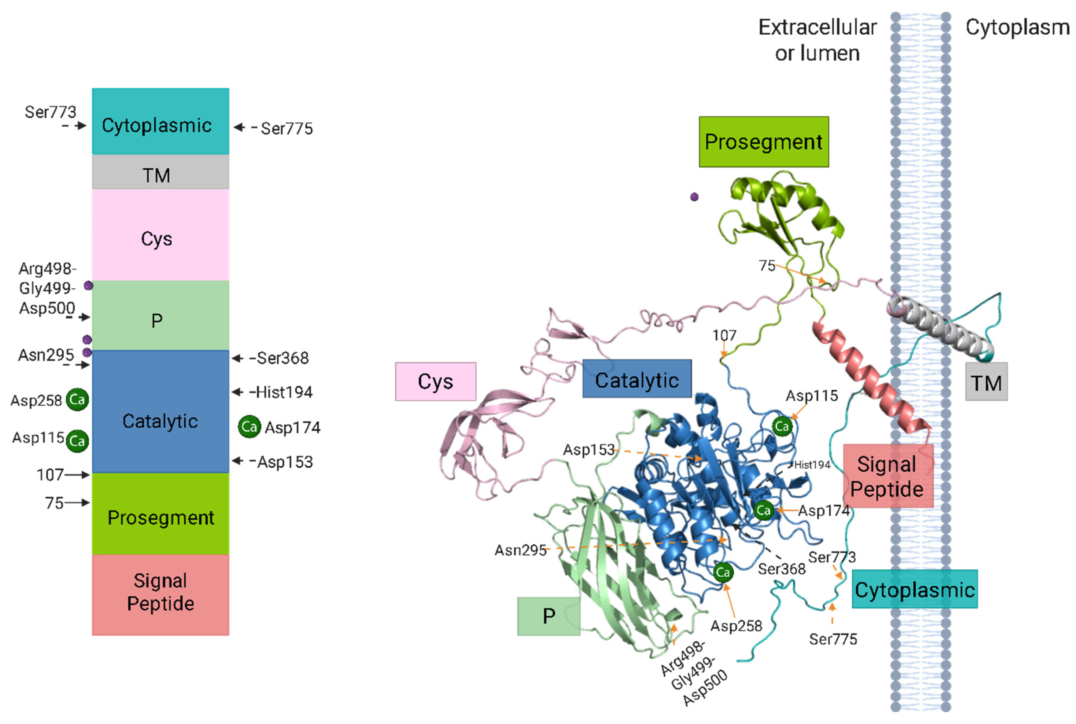 Biomolecules 15 01530 g002 Biomolecules 15 01530 g002