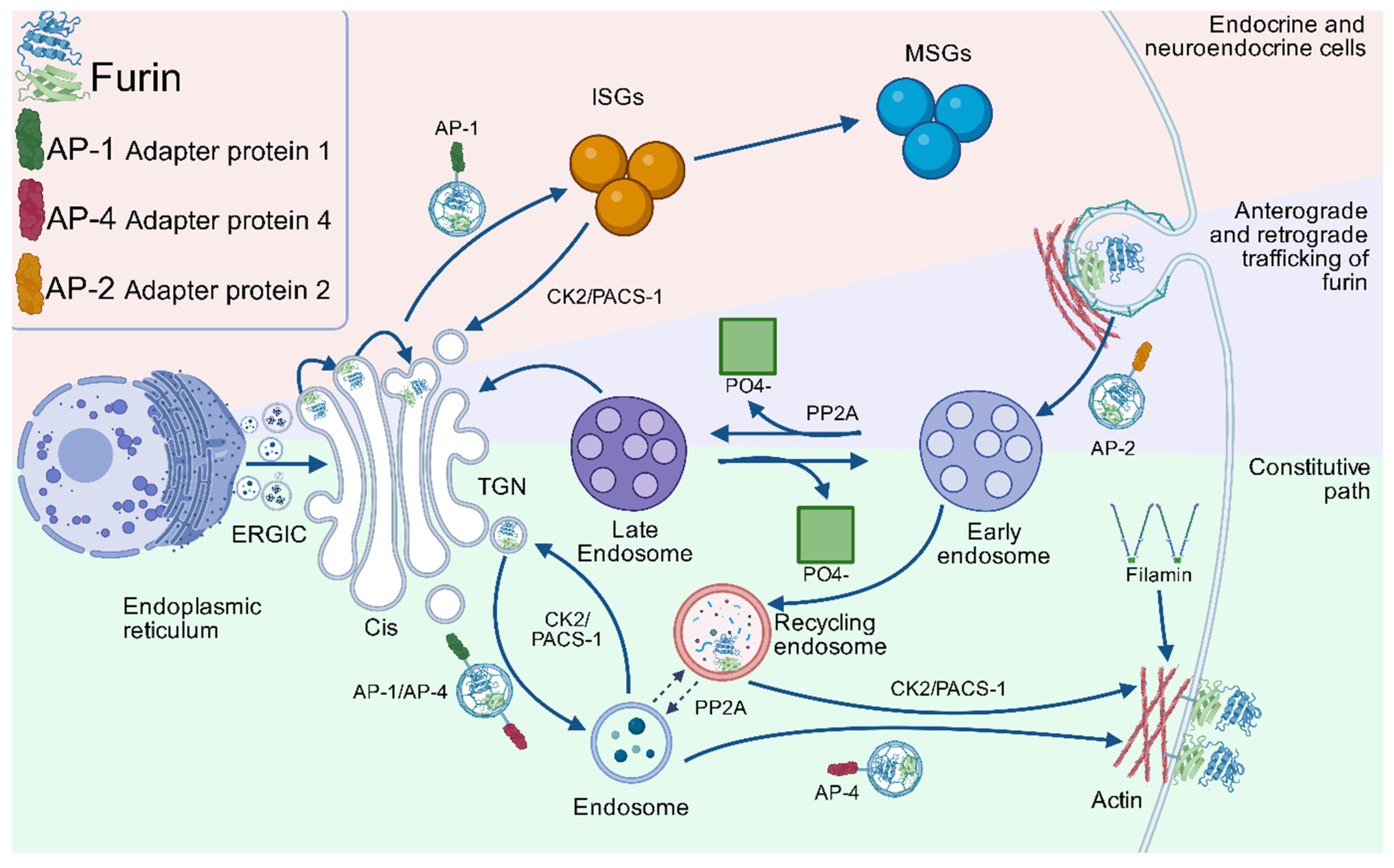 Biomolecules 15 01530 g004 Biomolecules 15 01530 g004