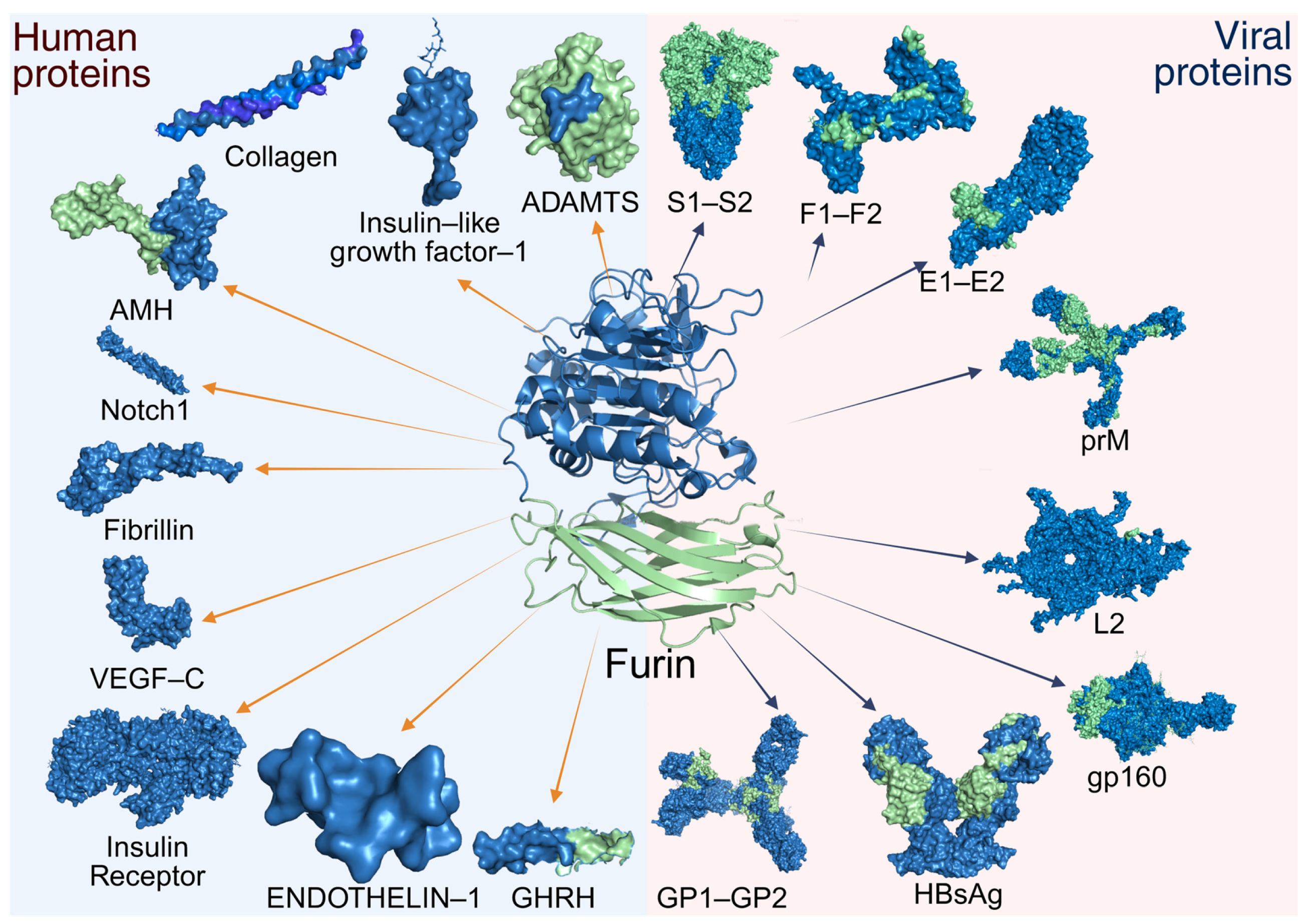 Biomolecules 15 01530 g005 Biomolecules 15 01530 g005