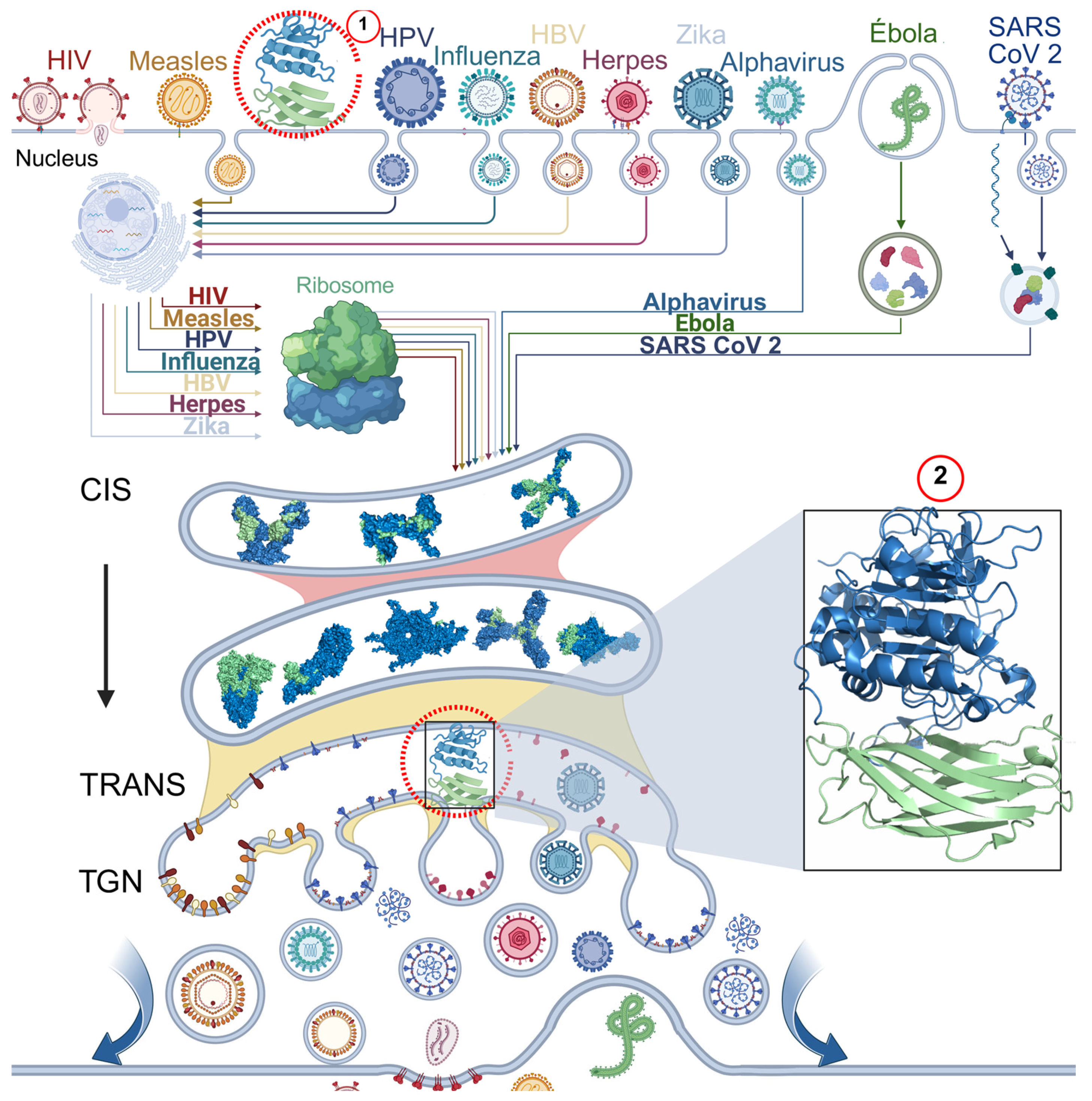 Biomolecules 15 01530 g007 Biomolecules 15 01530 g007
