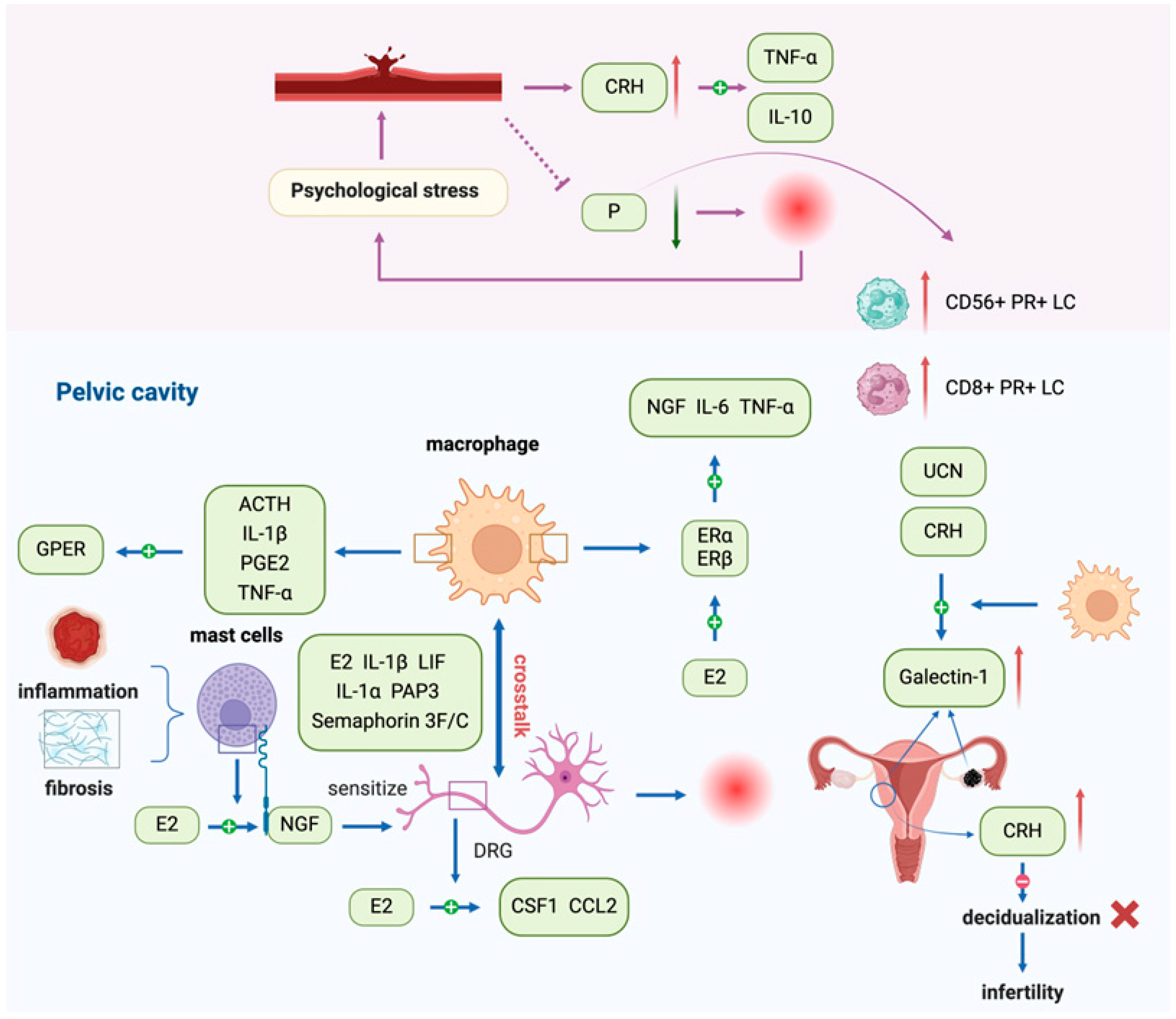 Biomolecules 15 01536 g003 Biomolecules 15 01536 g003
