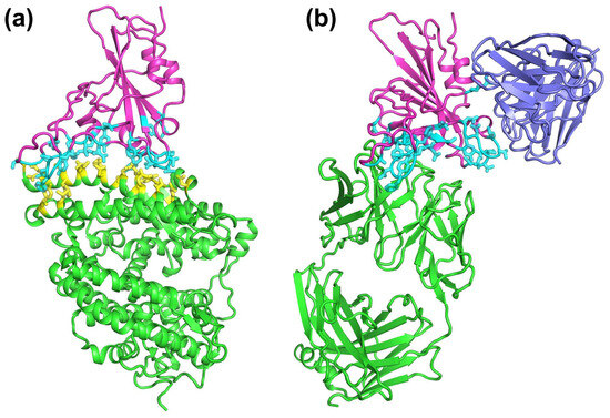 Modeling the Mutational Effects on Biochemical Phenotypes of SARS