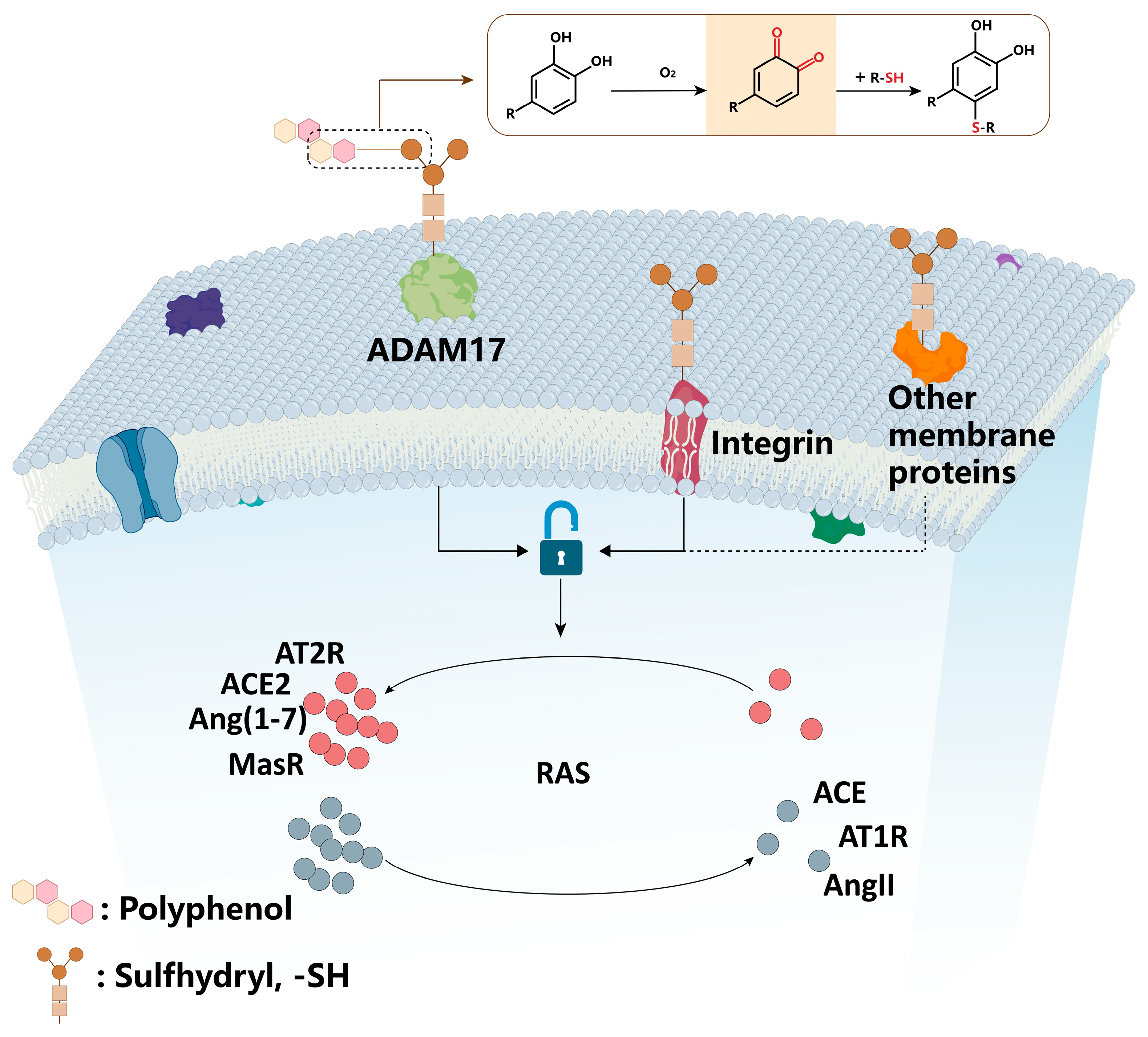 Biomolecules 15 01541 g004