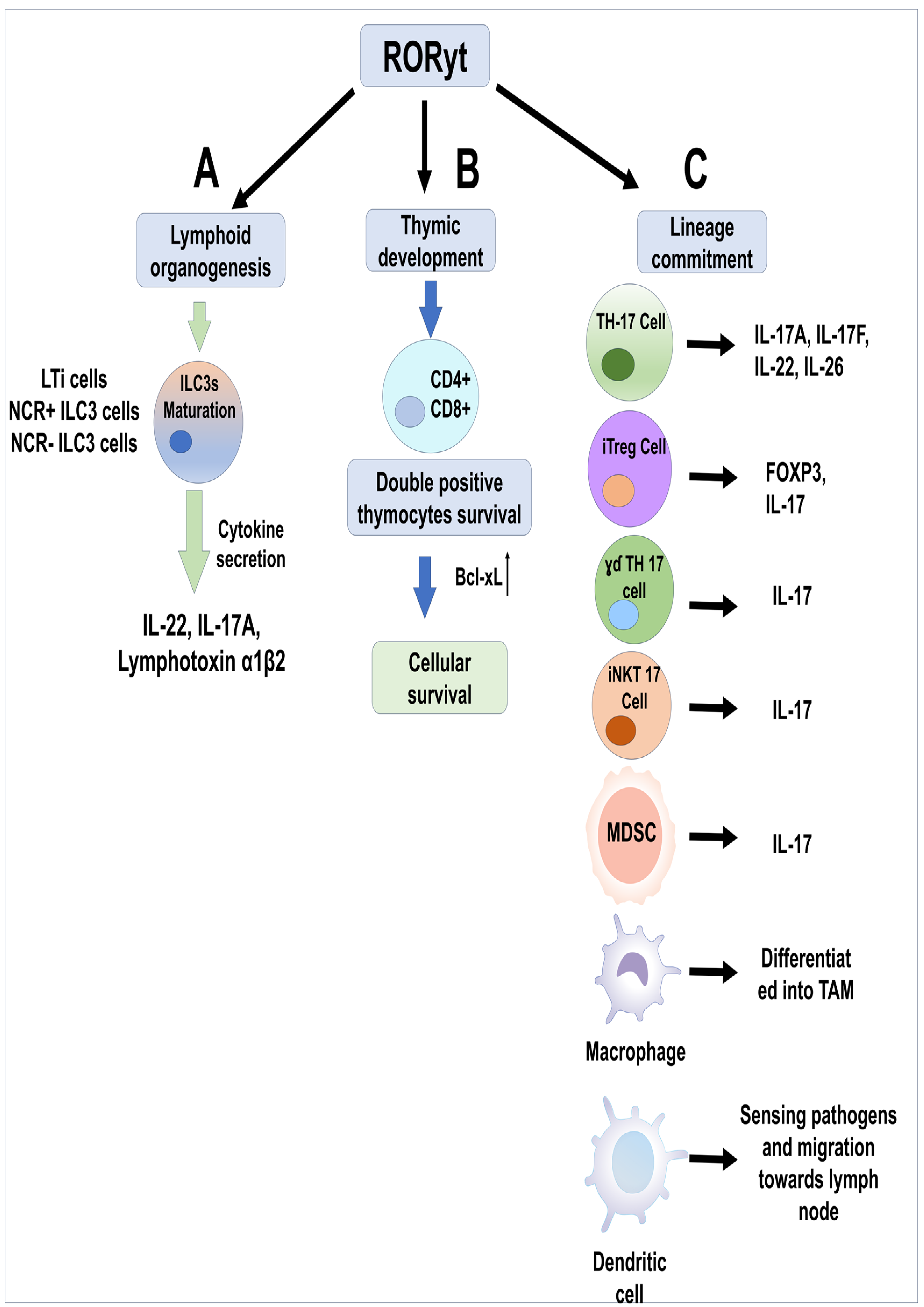 Biomolecules 15 01543 g003 Biomolecules 15 01543 g003