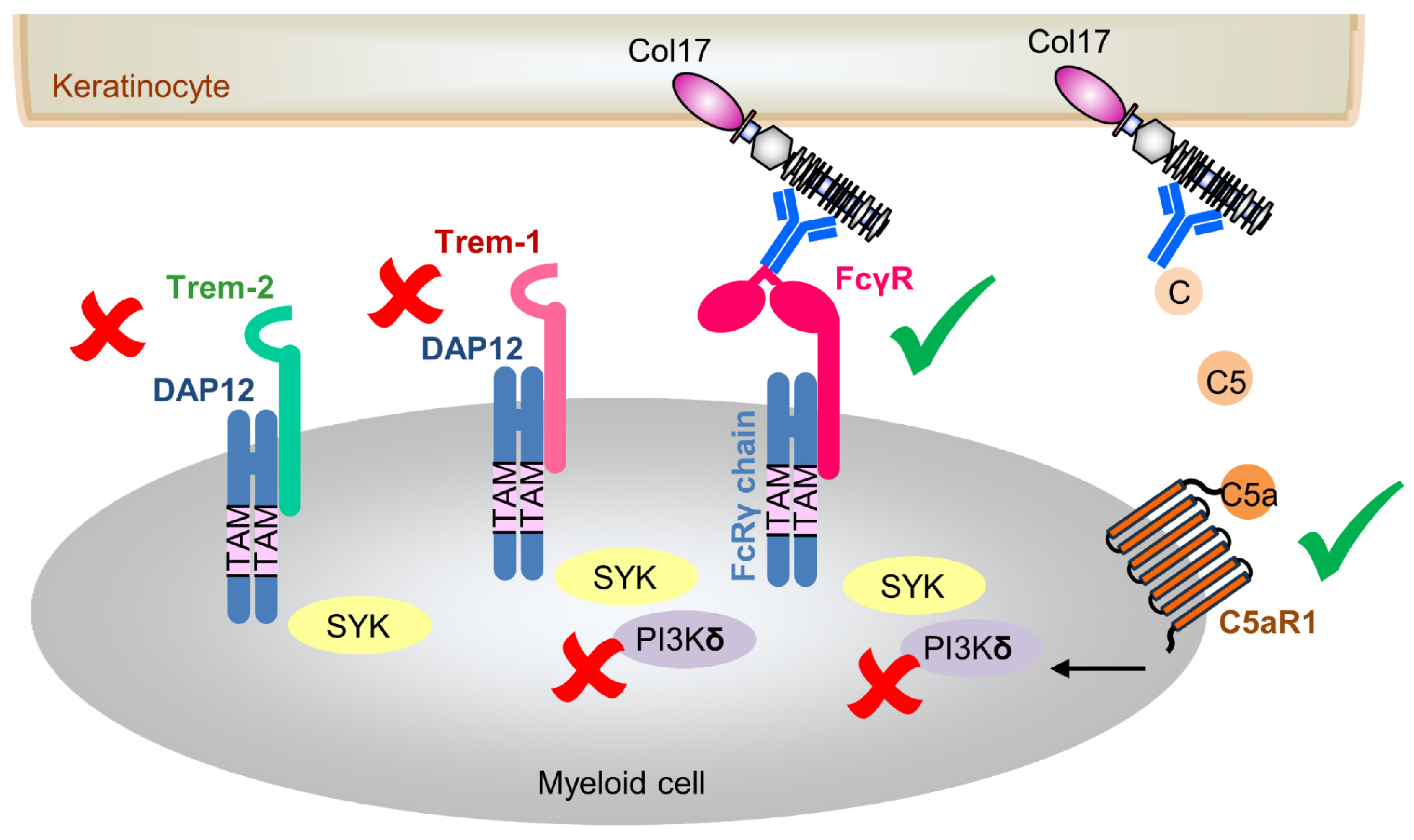 Biomolecules 15 01549 g005 Biomolecules 15 01549 g005