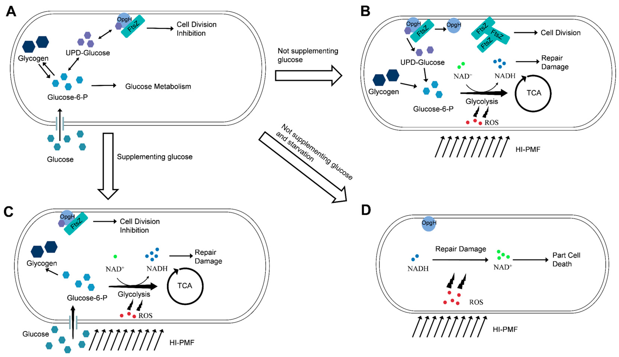 Biomolecules 15 01550 g007