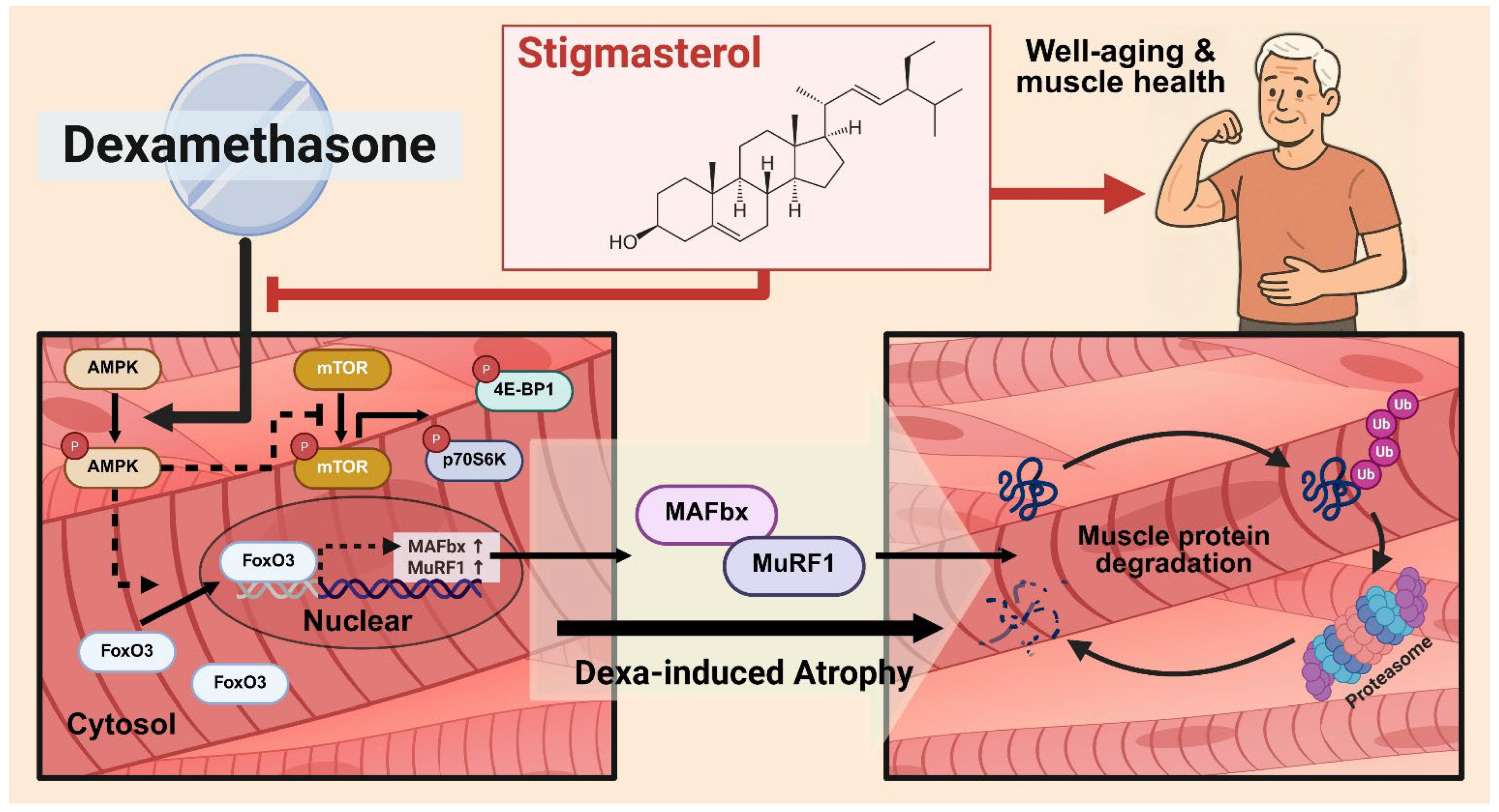 Biomolecules 15 01551 g009 Biomolecules 15 01551 g009
