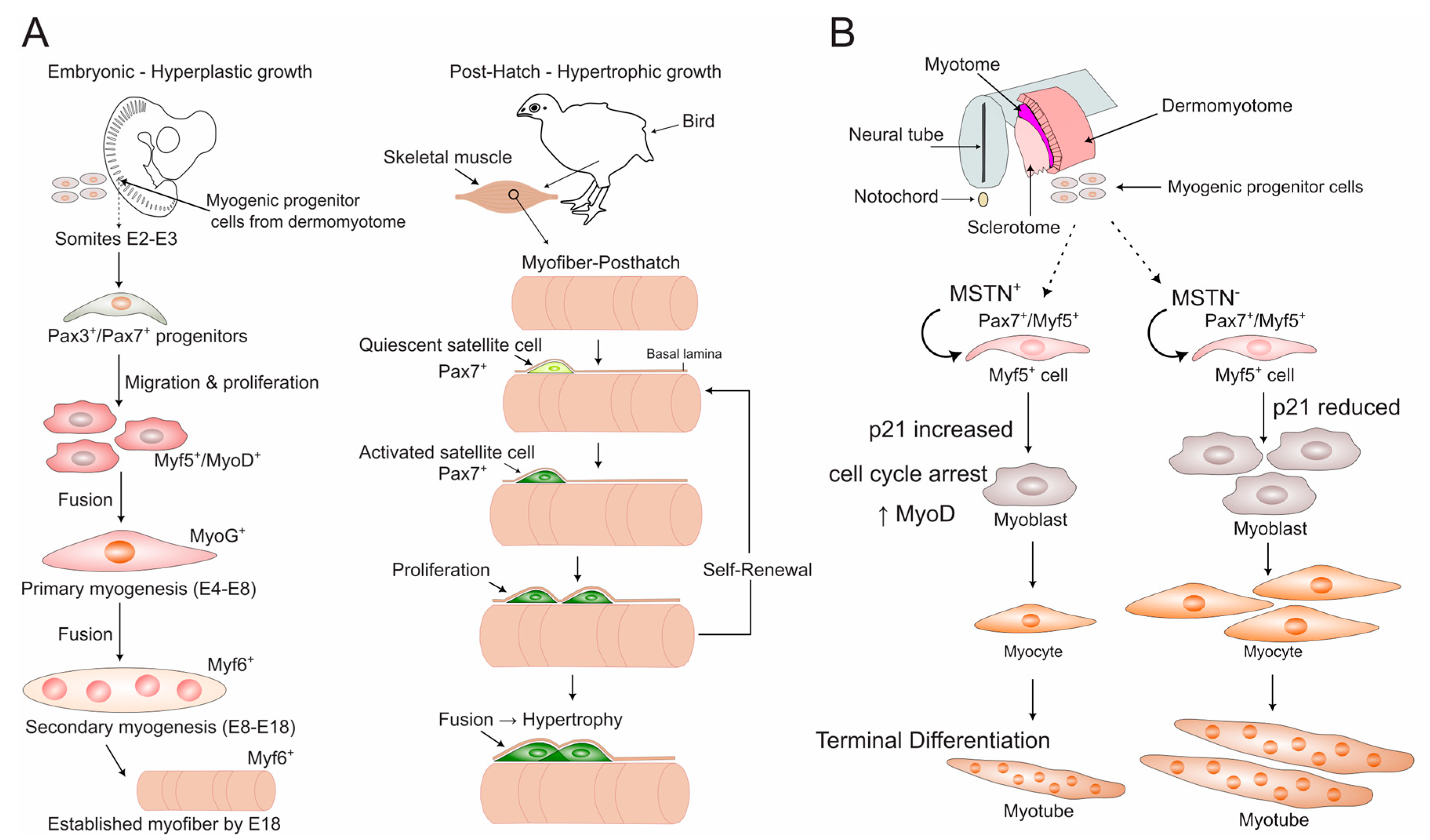 Biomolecules 15 01554 g001 Biomolecules 15 01554 g001