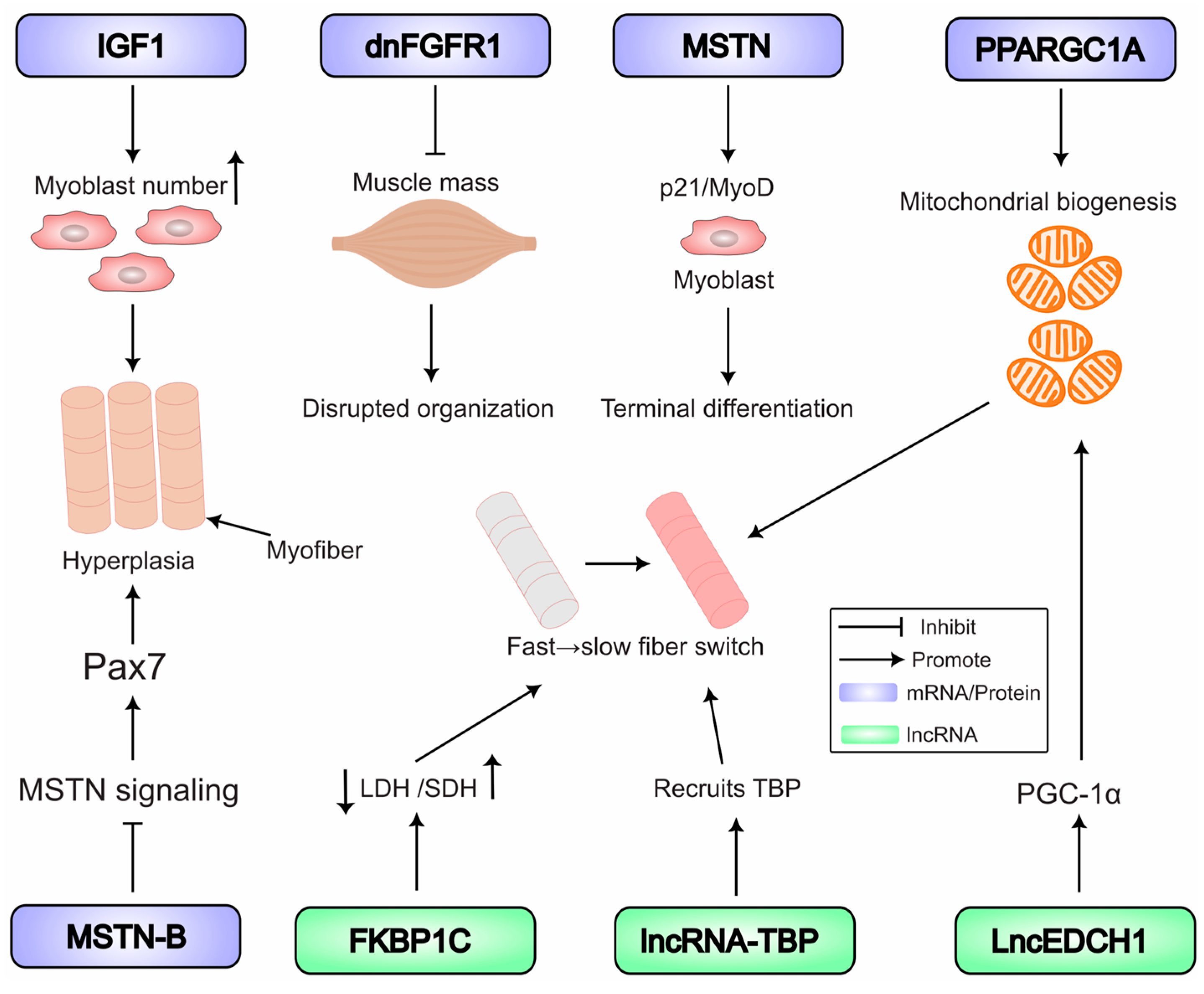 Biomolecules 15 01554 g003 Biomolecules 15 01554 g003