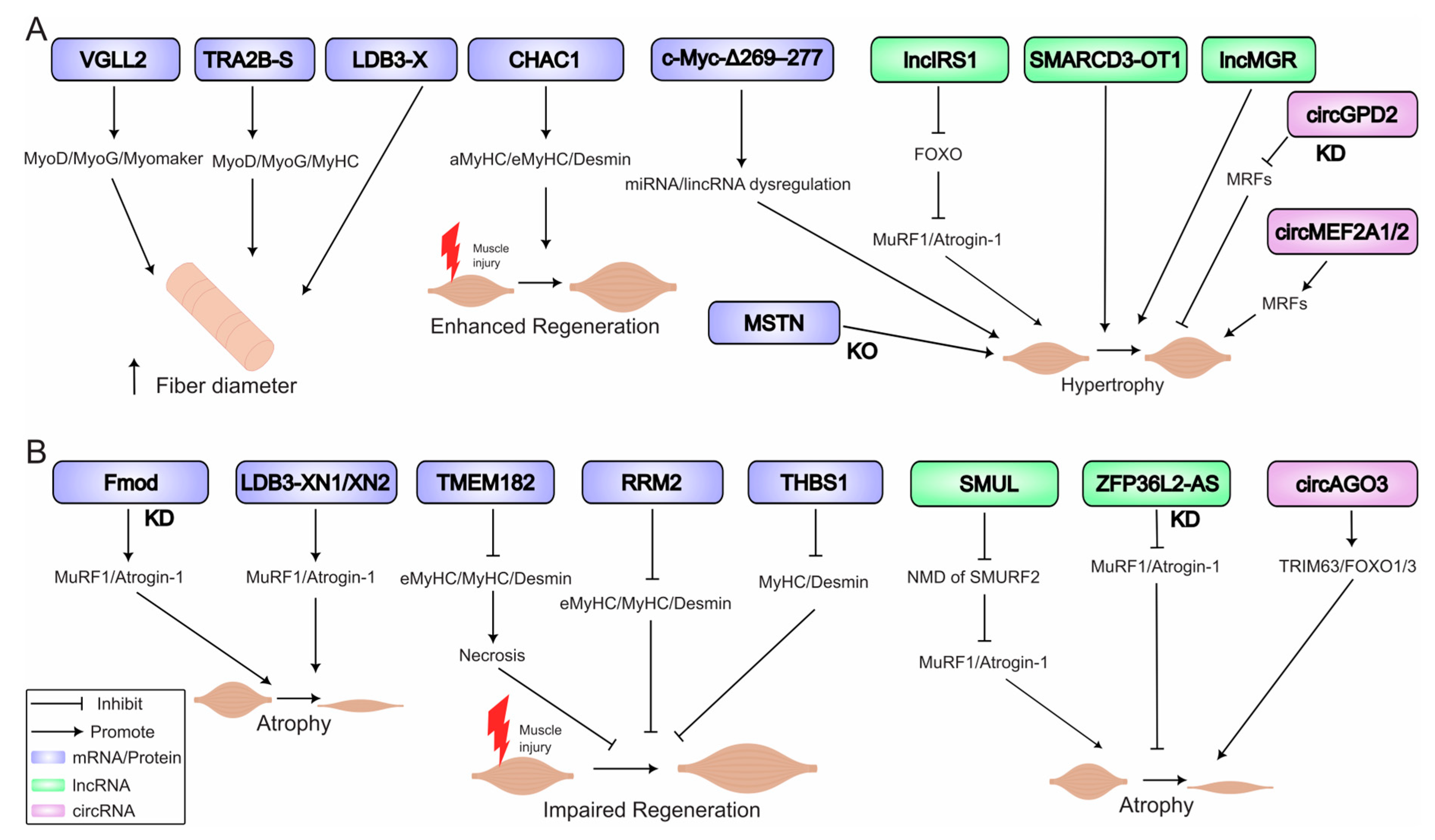 Biomolecules 15 01554 g004 Biomolecules 15 01554 g004