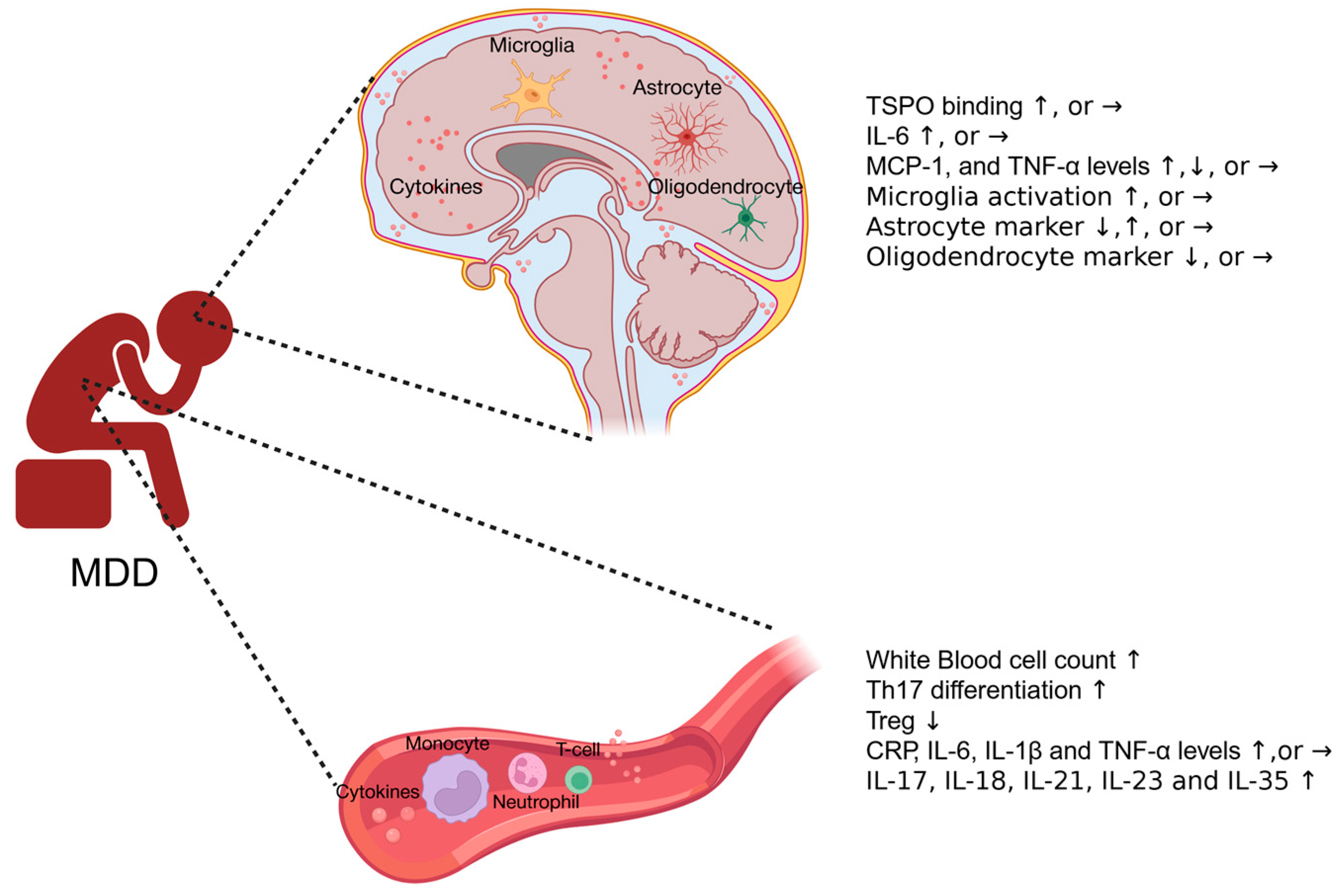 Biomolecules 15 01556 g001 Biomolecules 15 01556 g001