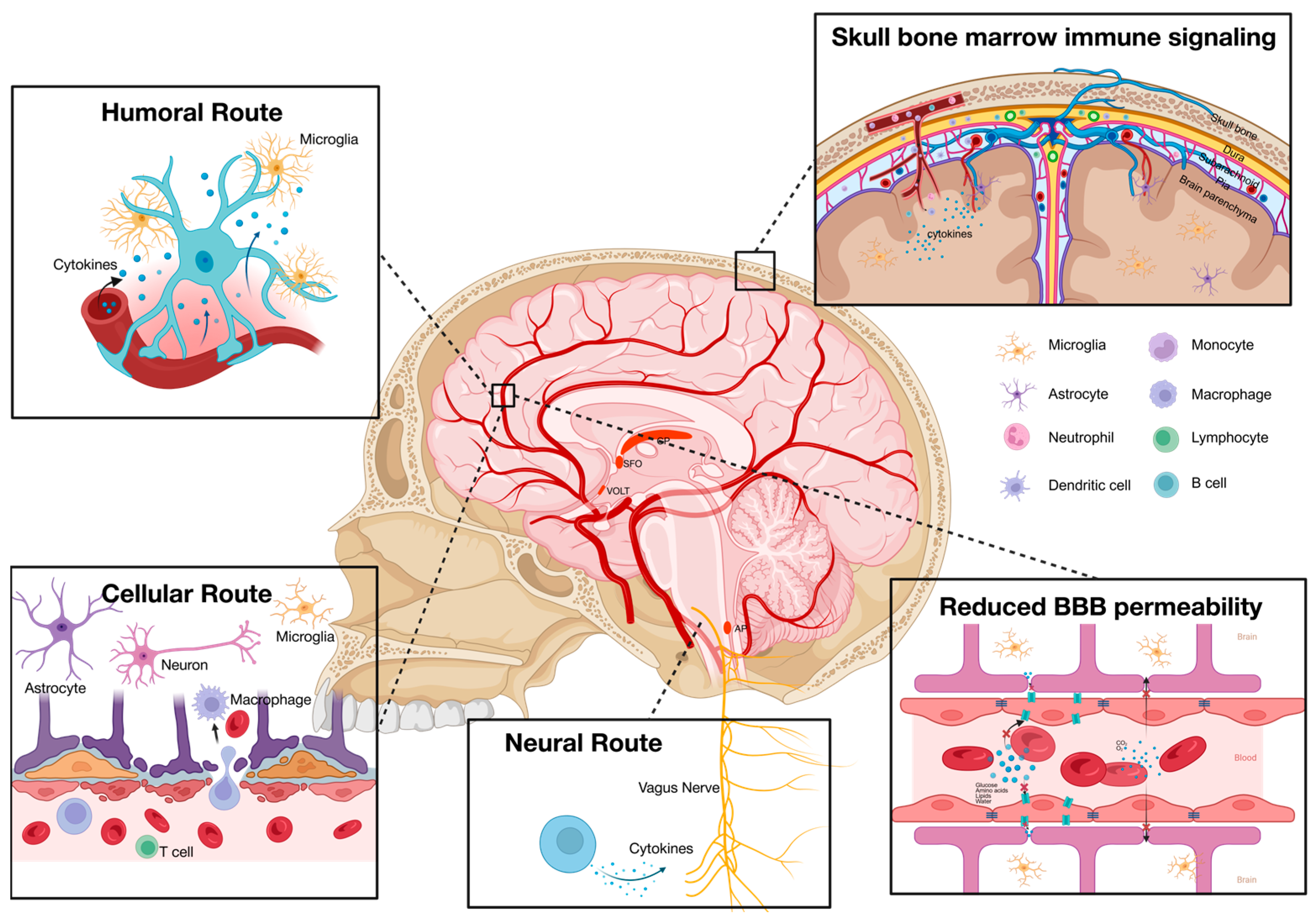 Biomolecules 15 01556 g002 Biomolecules 15 01556 g002