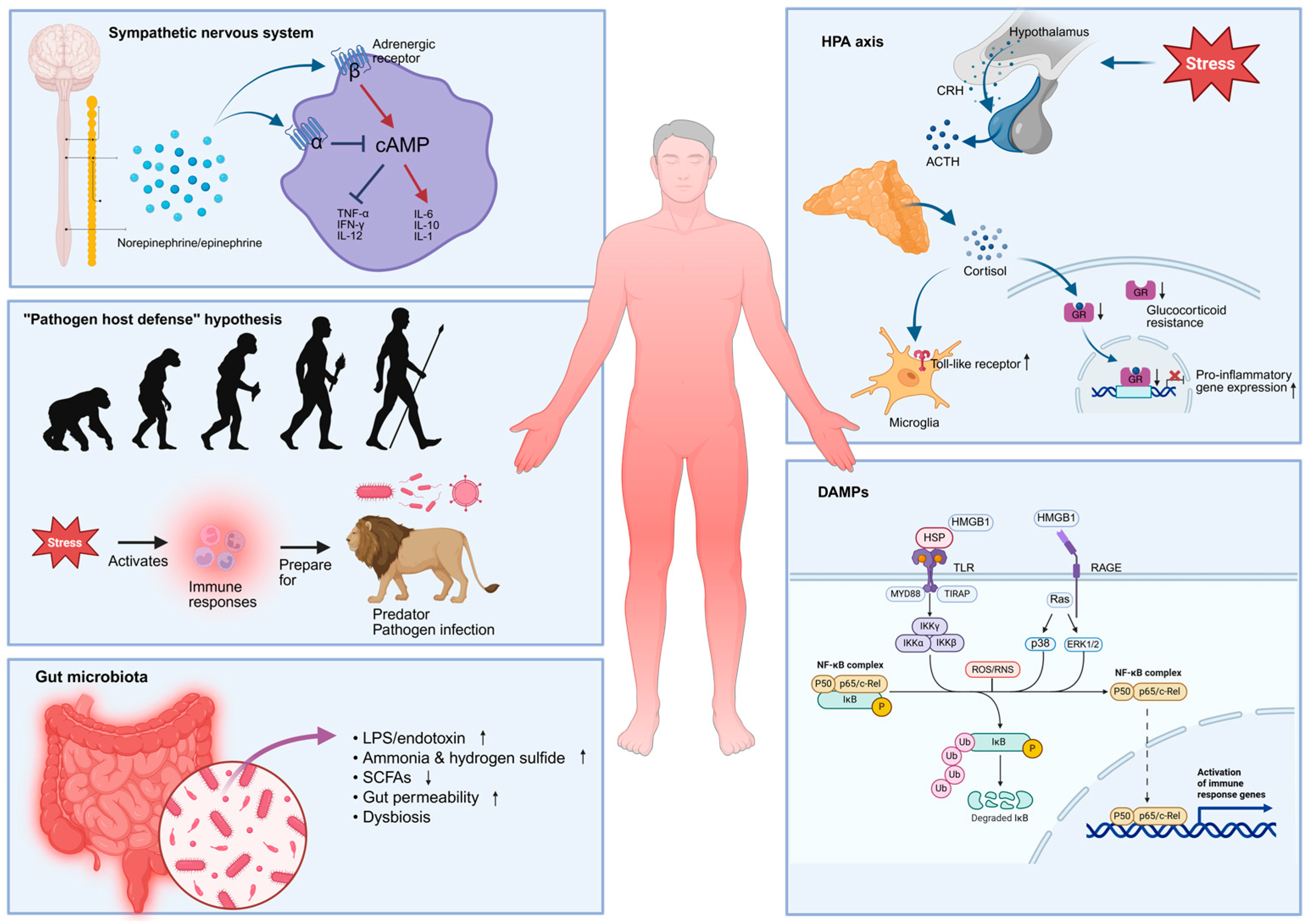 Biomolecules 15 01556 g003 Biomolecules 15 01556 g003