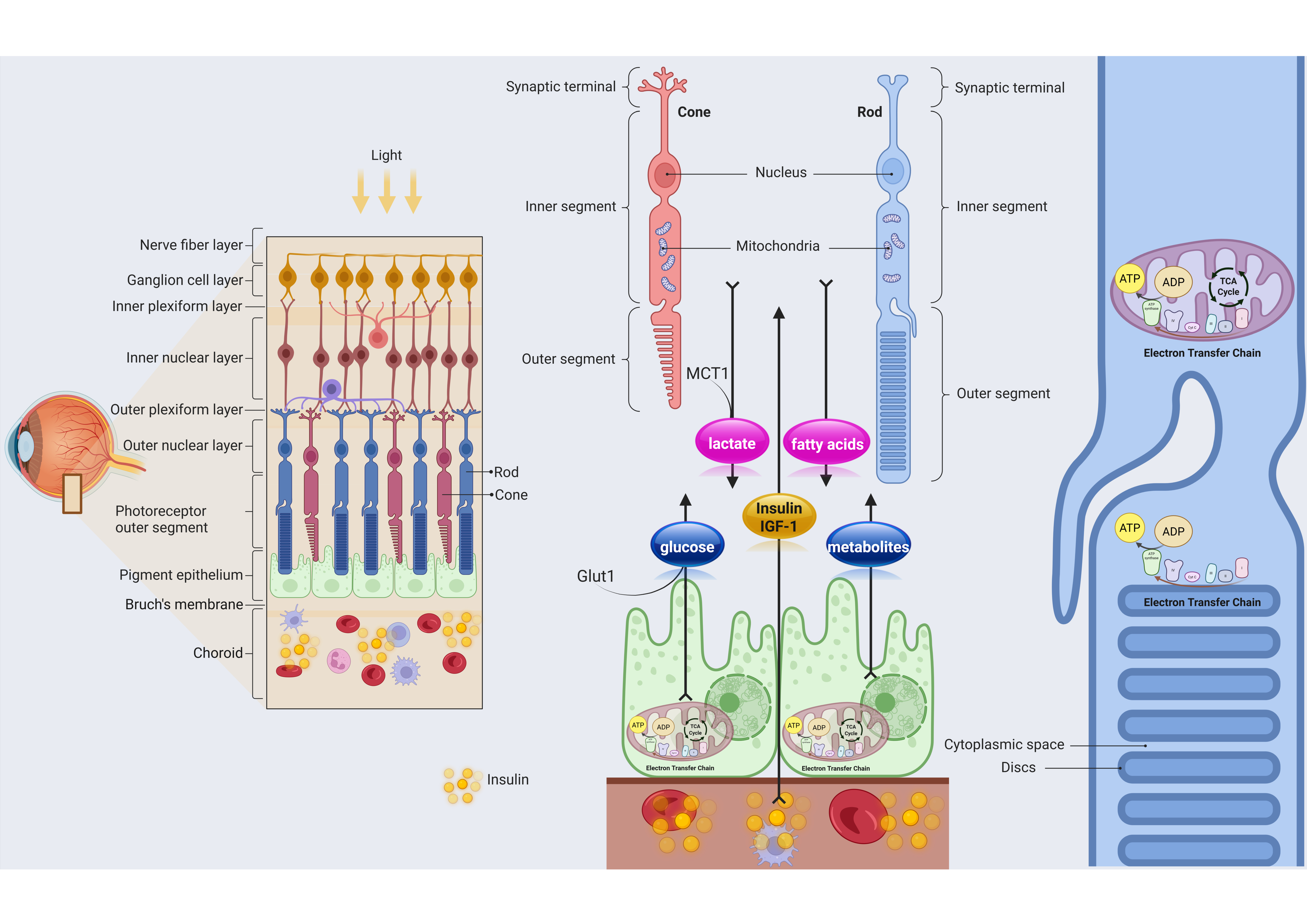 Biomolecules 15 01570 g002