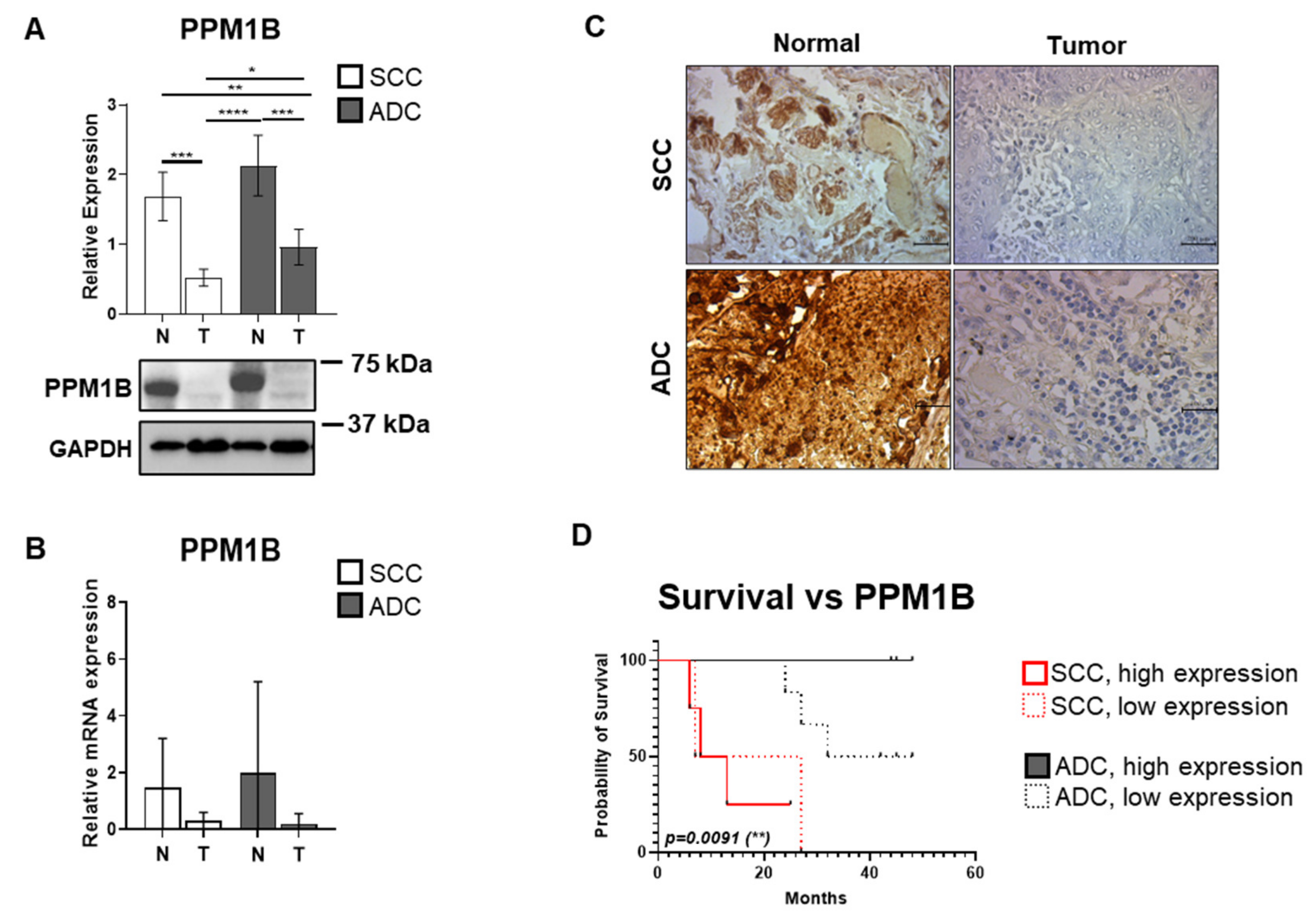 Biomolecules 15 01581 g001