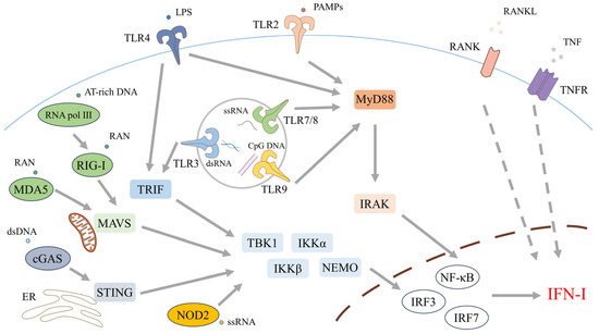 The Type I Interferon Axis in Systemic Autoimmune Diseases: From ...