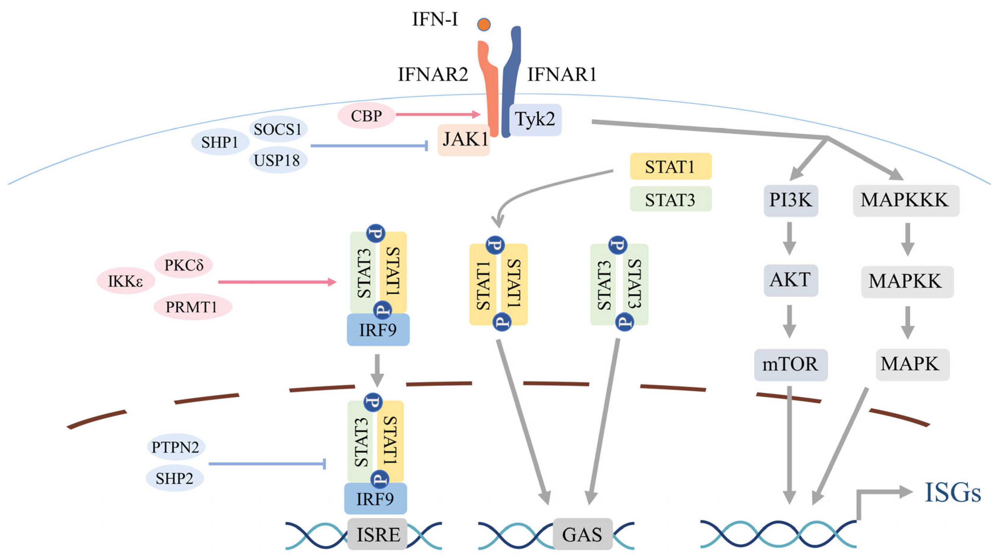Biomolecules 15 01586 g002 Biomolecules 15 01586 g002