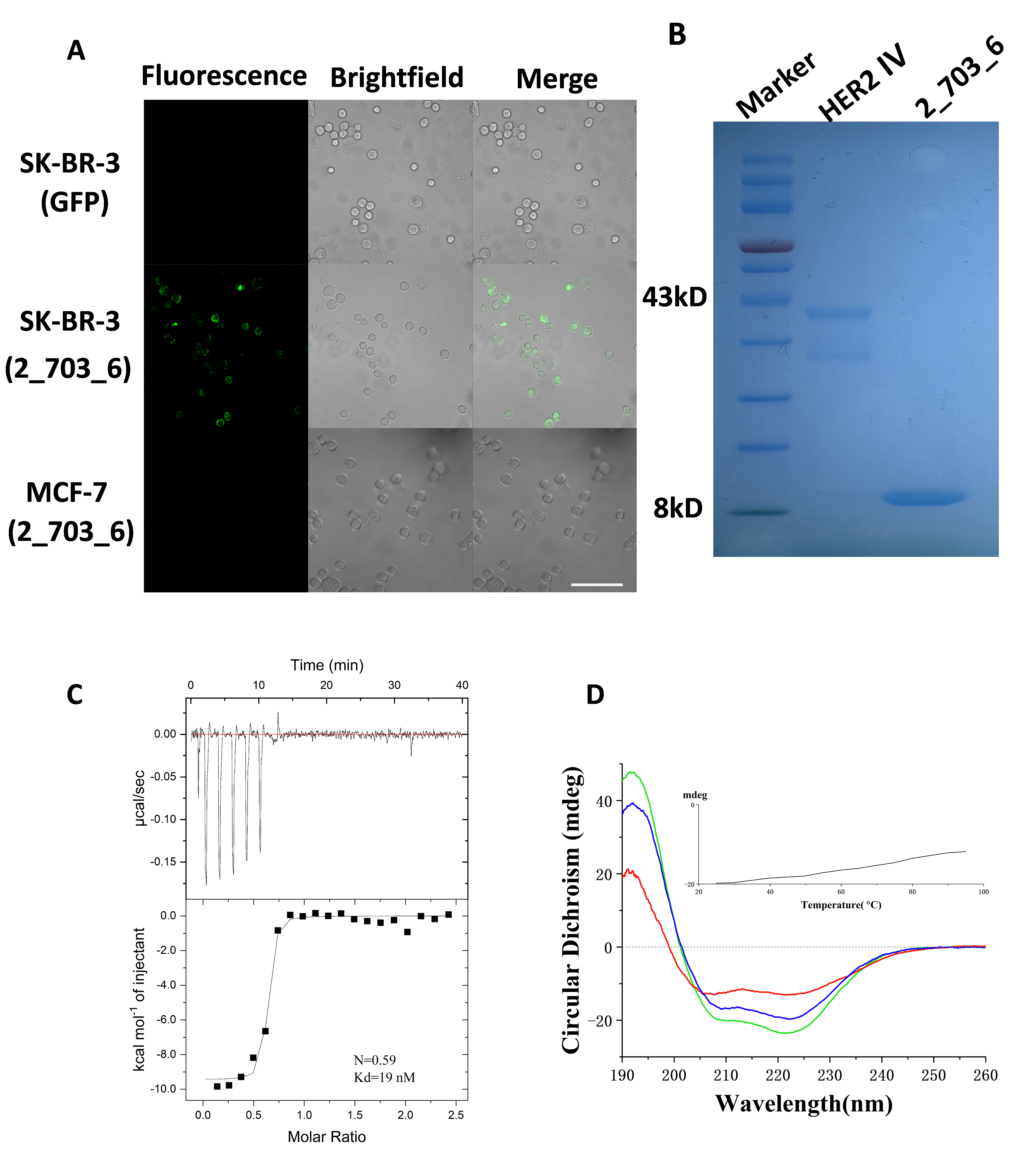 Biomolecules 15 01587 g005 Biomolecules 15 01587 g005