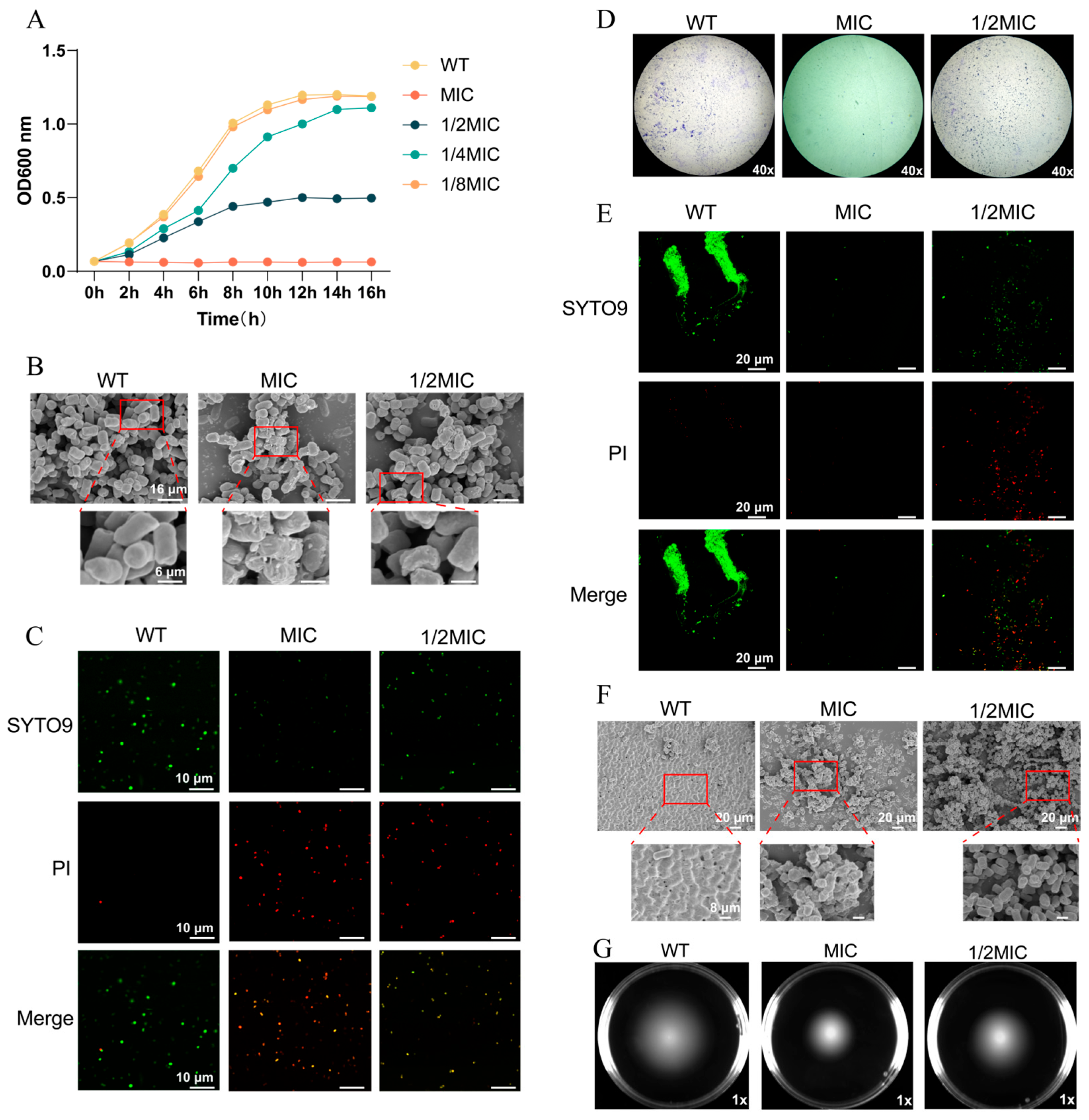 Biomolecules 15 01589 g001