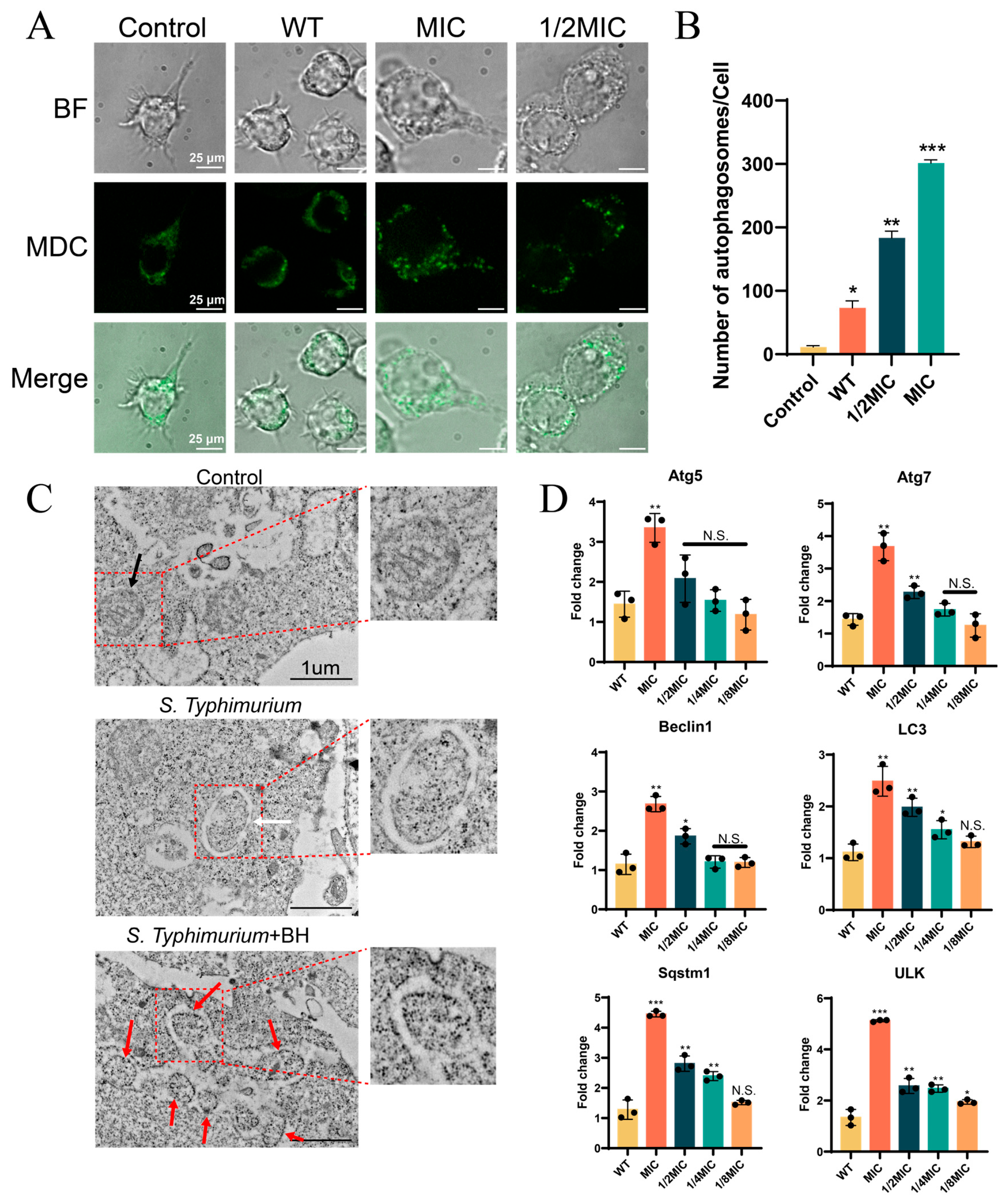 Biomolecules 15 01589 g004