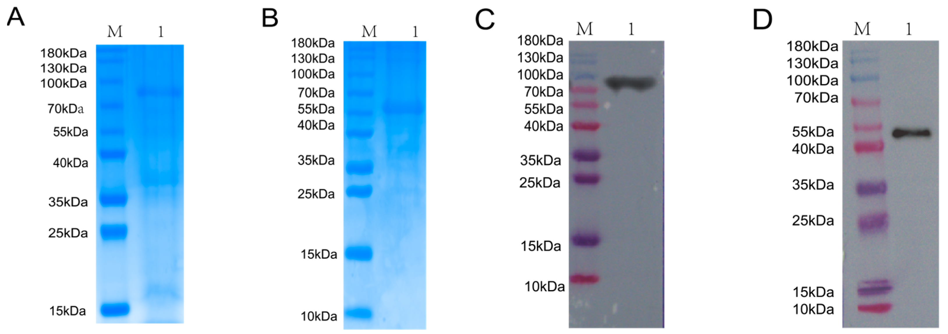 Biomolecules 15 01593 g001 Biomolecules 15 01593 g001