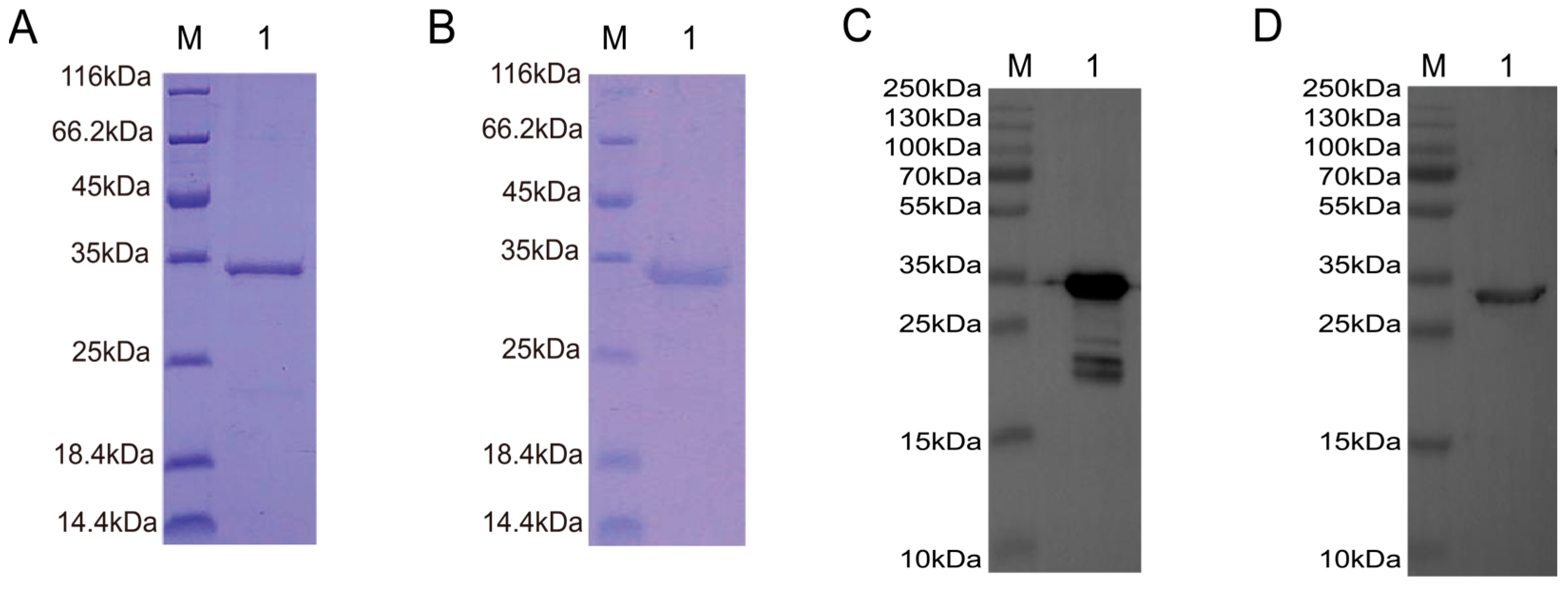 Biomolecules 15 01593 g004 Biomolecules 15 01593 g004