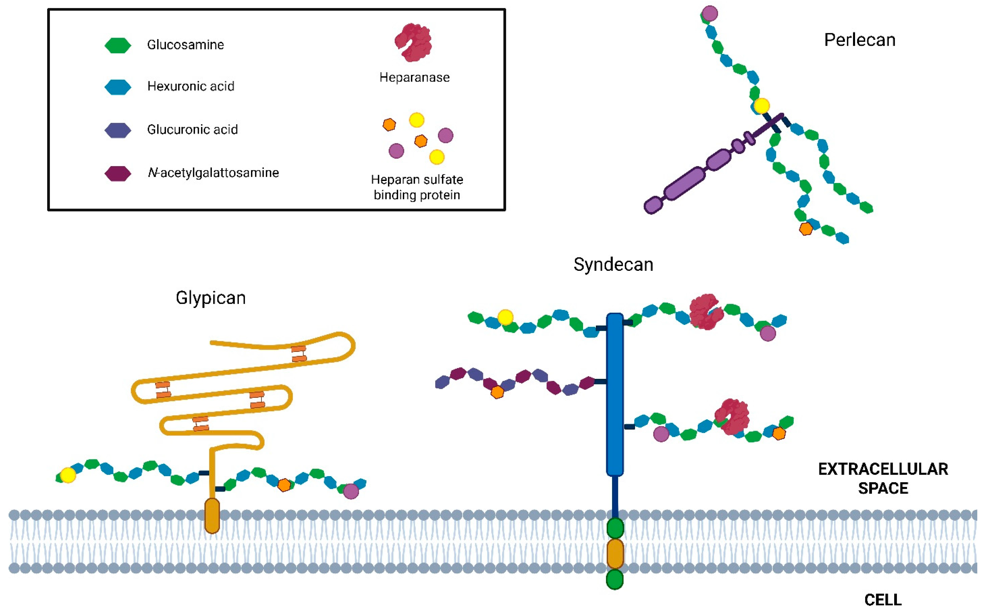 Biomolecules 15 01597 g001 Biomolecules 15 01597 g001
