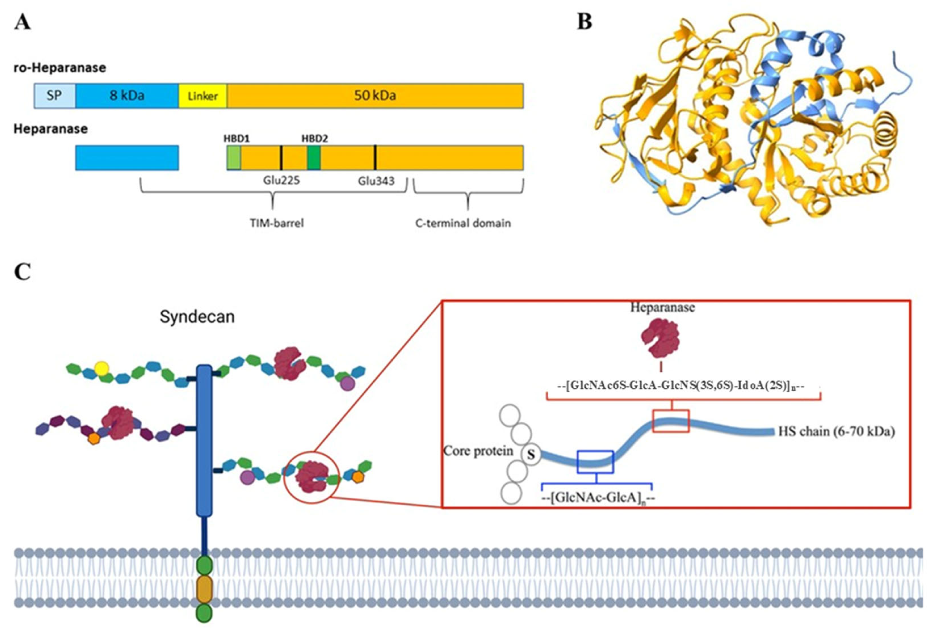 Biomolecules 15 01597 g002 Biomolecules 15 01597 g002