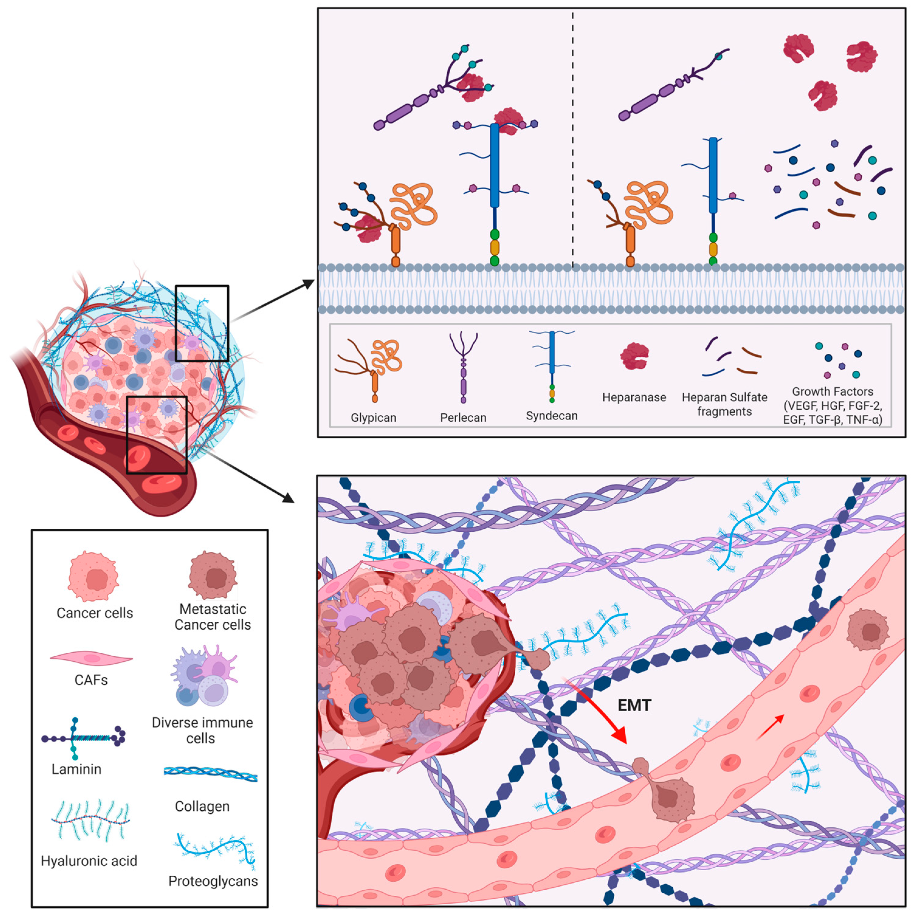 Biomolecules 15 01597 g004 Biomolecules 15 01597 g004