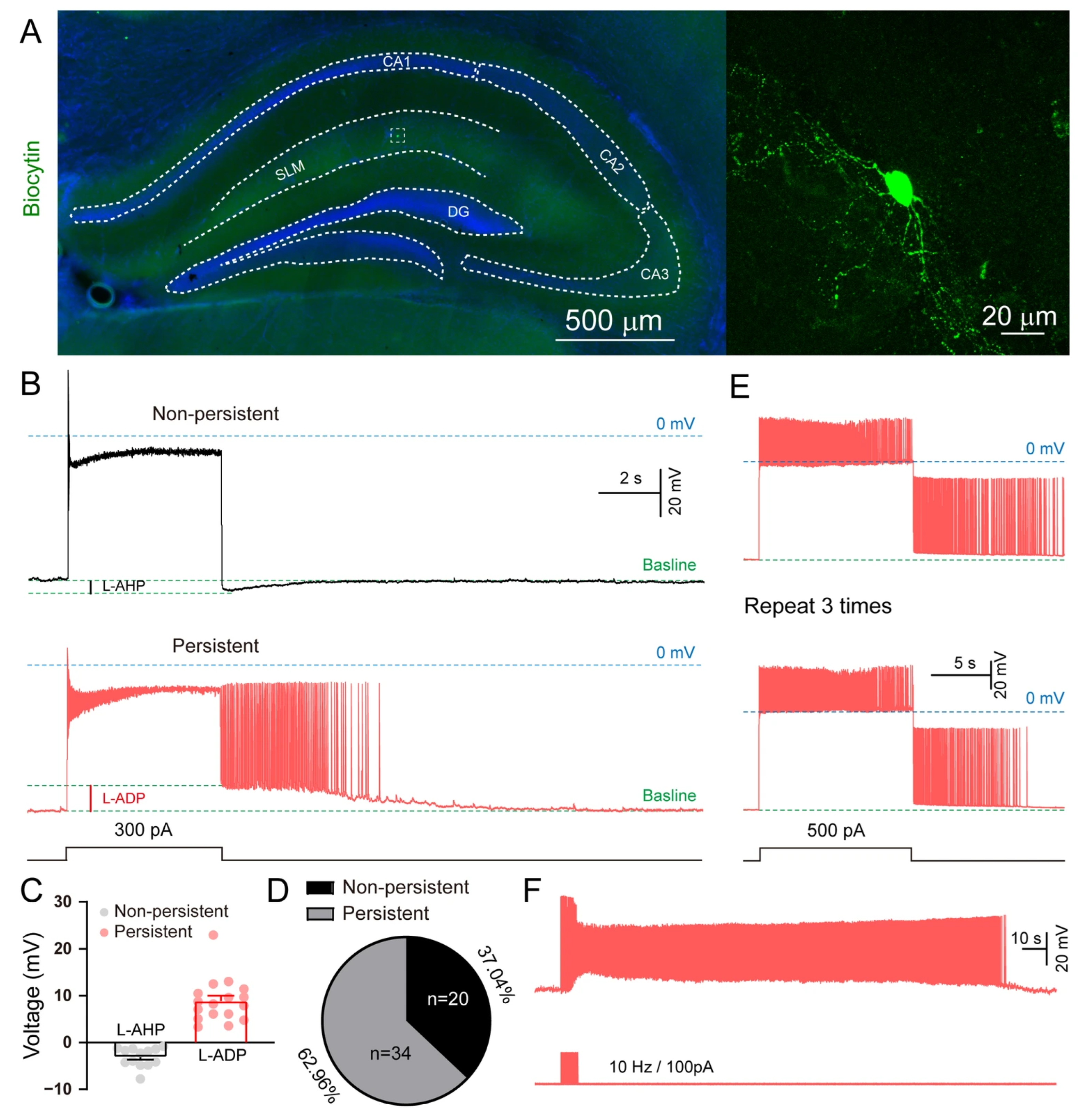 Biomolecules 15 01603 g002 Biomolecules 15 01603 g002