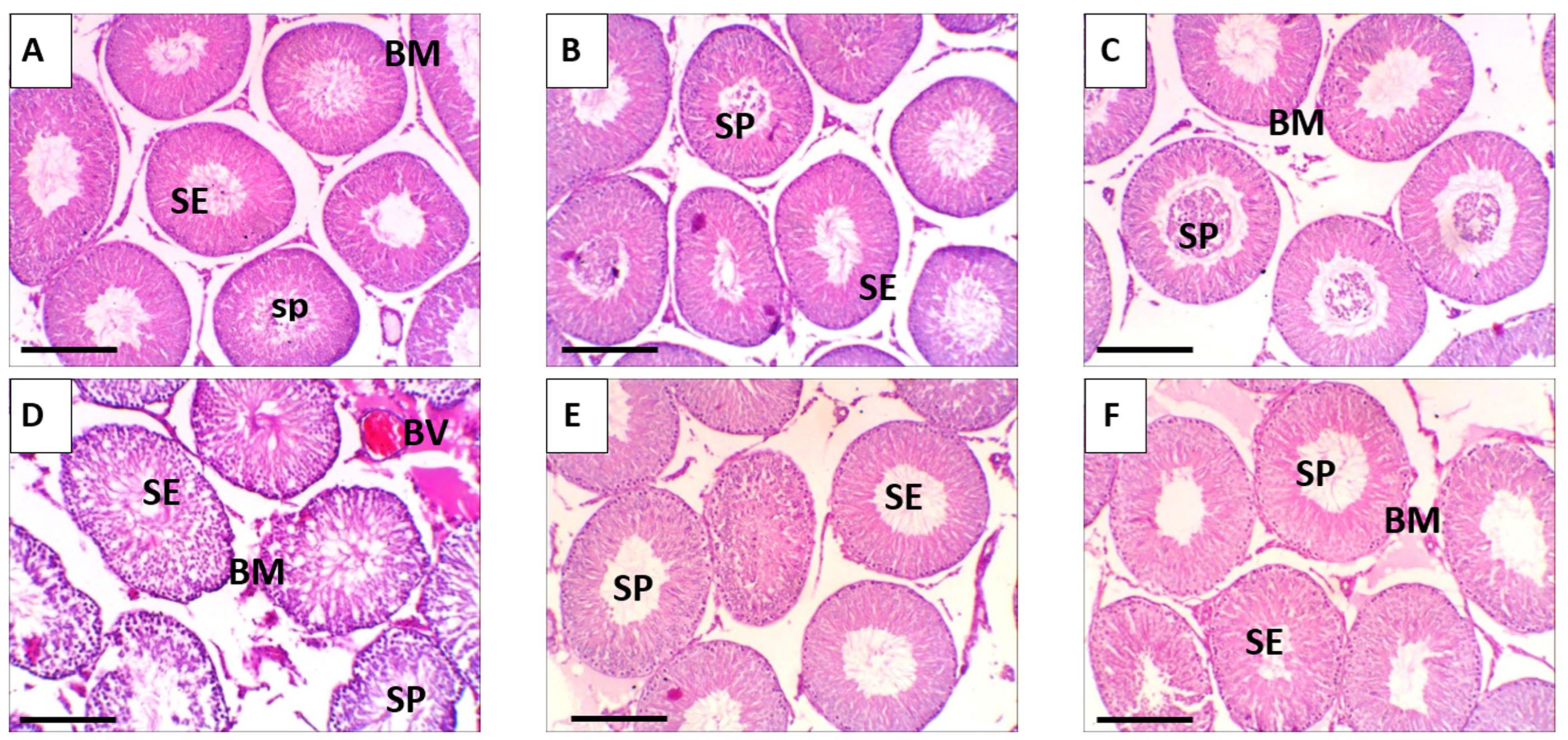 Biomolecules 15 01605 g008
