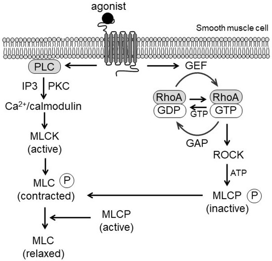 RhoA/Rho-Kinase Signaling in Vascular Smooth Muscle and Endothelium ...