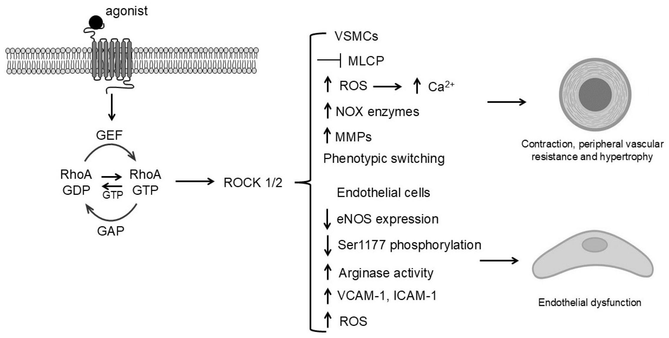 Biomolecules 15 01607 g003