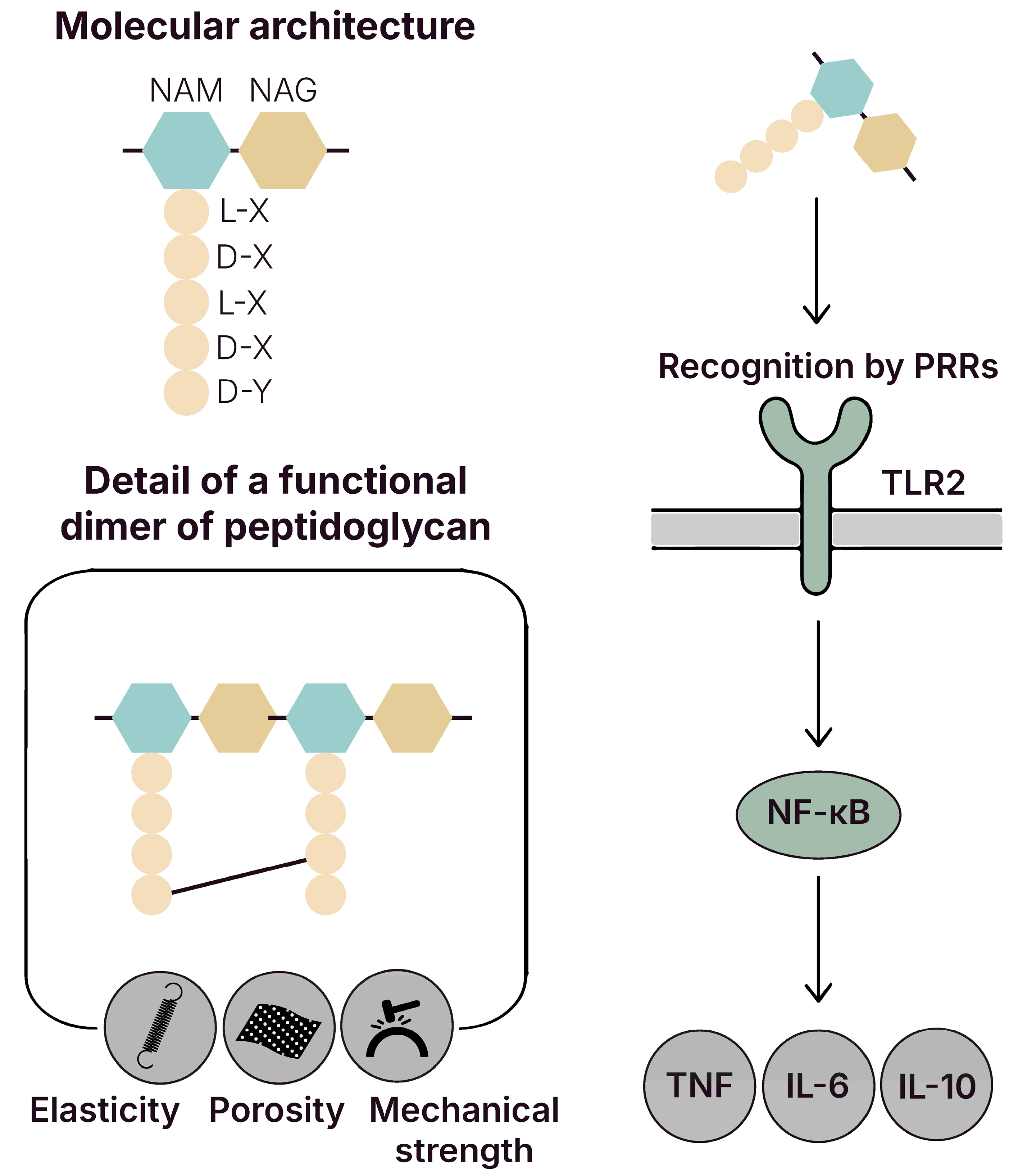 Biomolecules 15 01609 g003