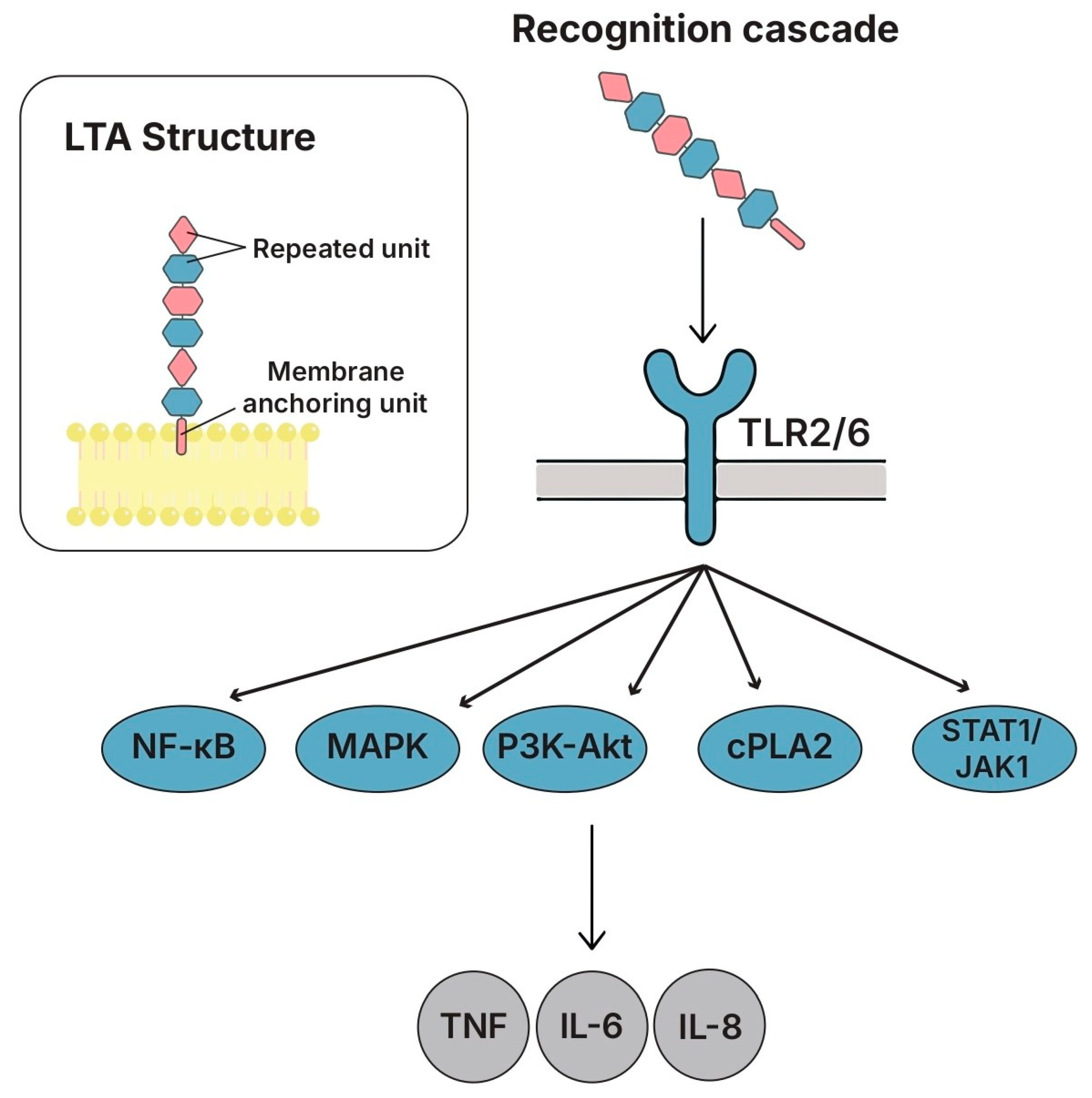 Biomolecules 15 01609 g004