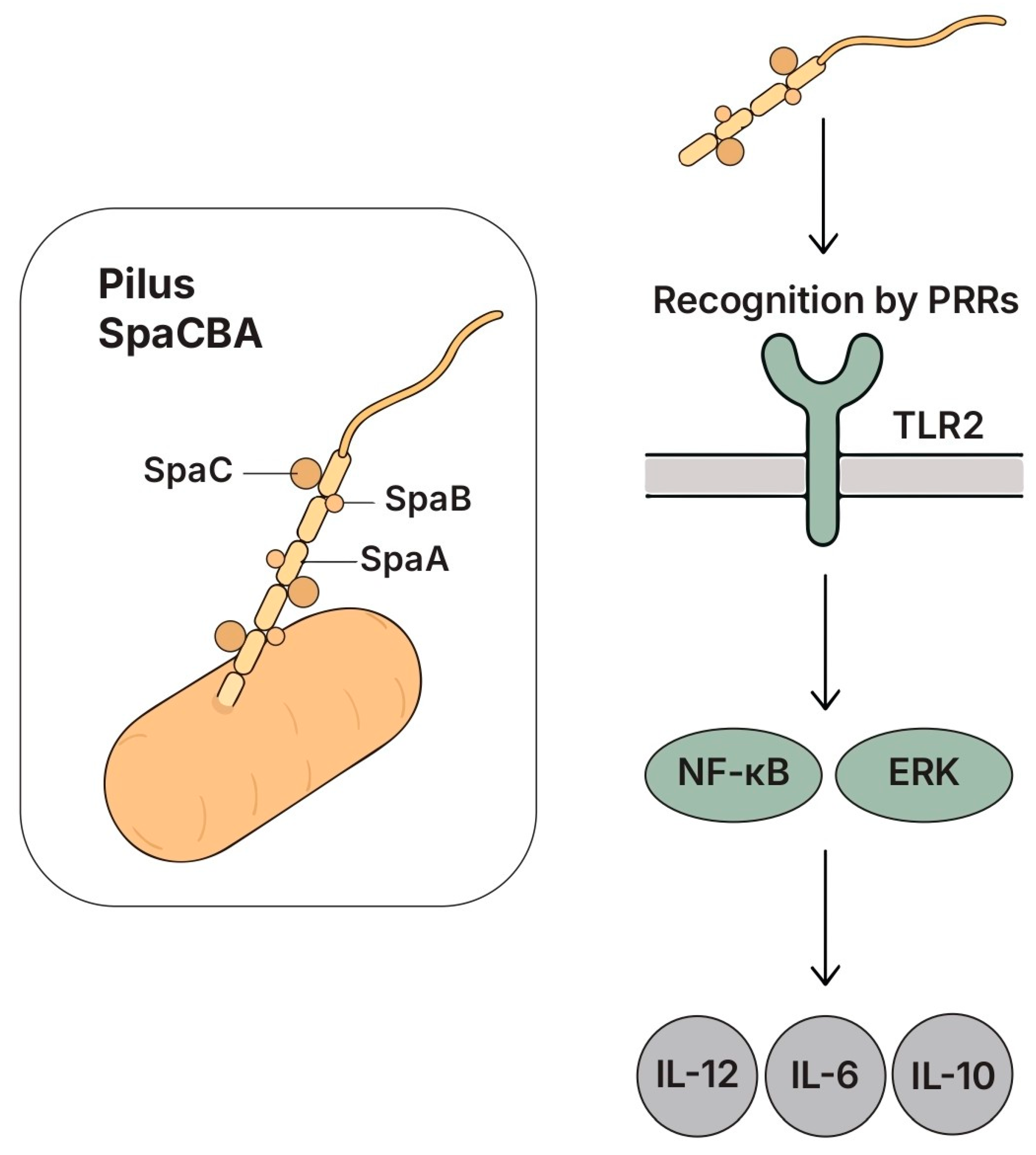 Biomolecules 15 01609 g007