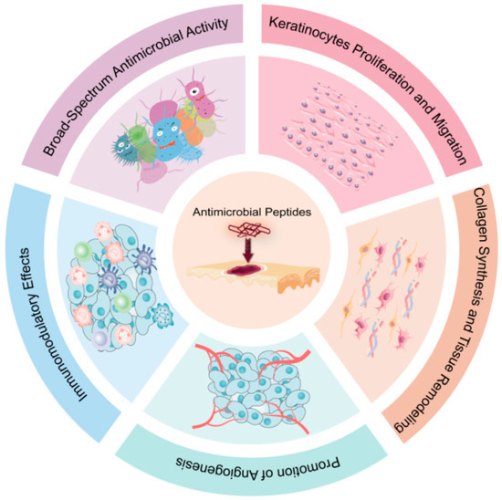 Antimicrobial Peptides for Skin Wound Healing