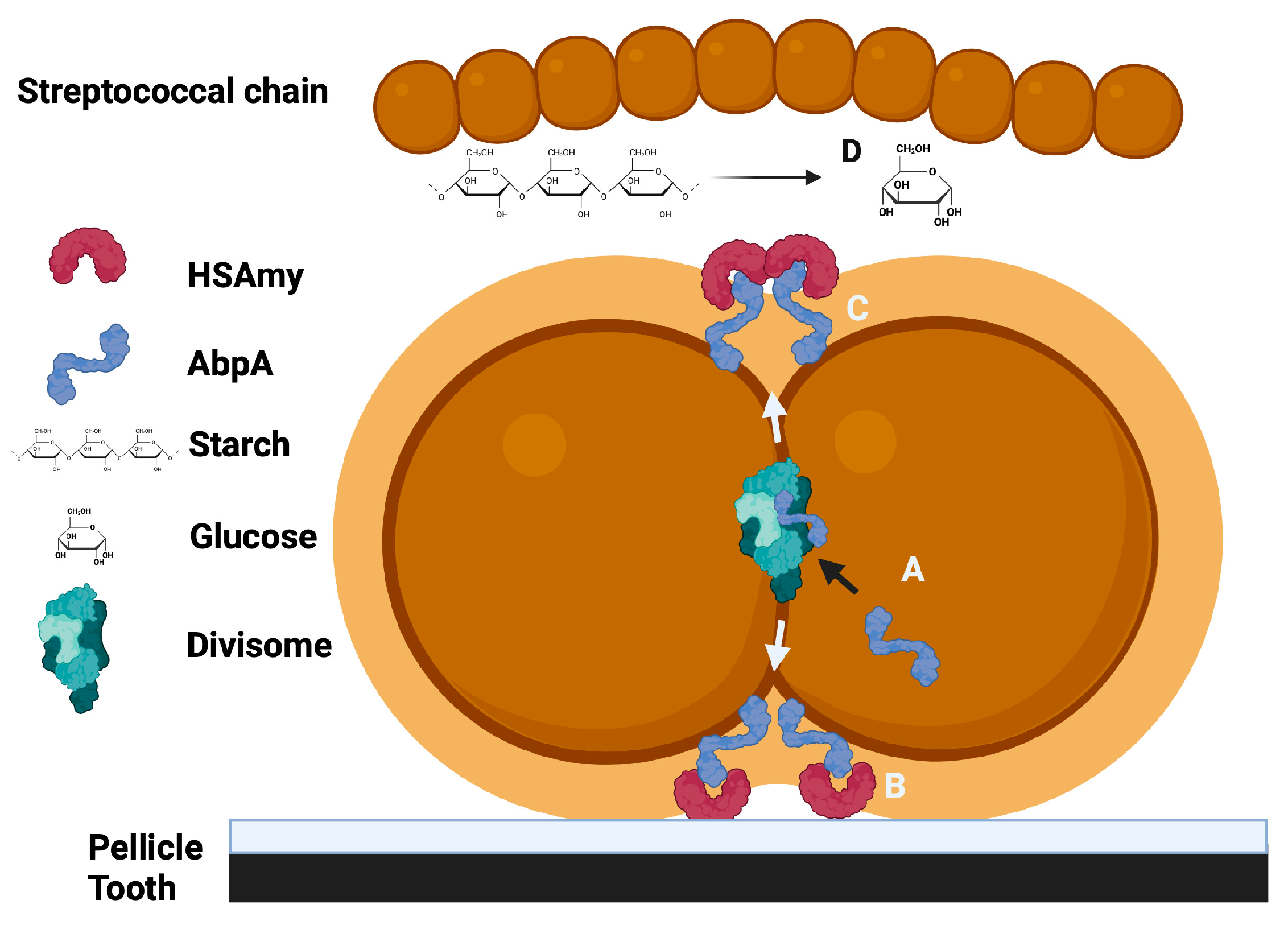 Biomolecules 15 01616 g002