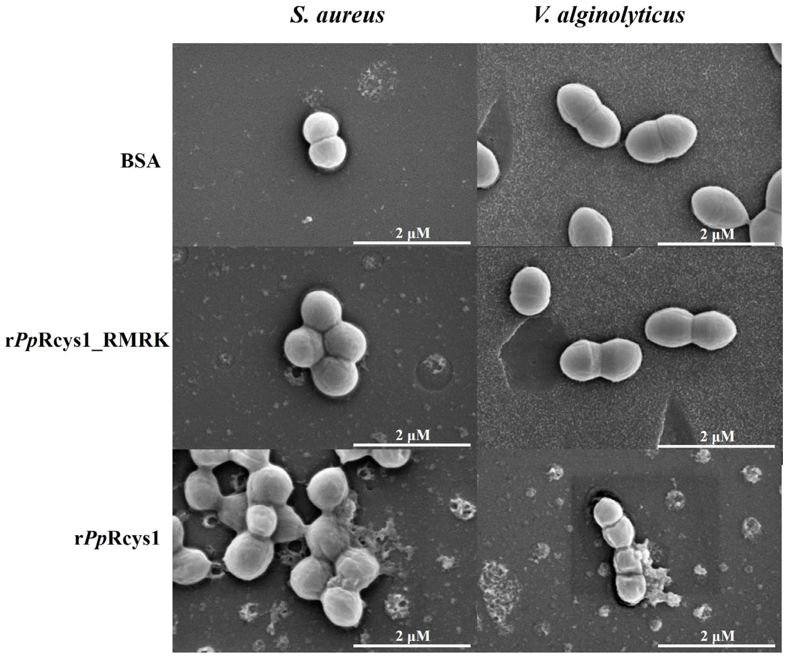 Biomolecules 15 01617 g007