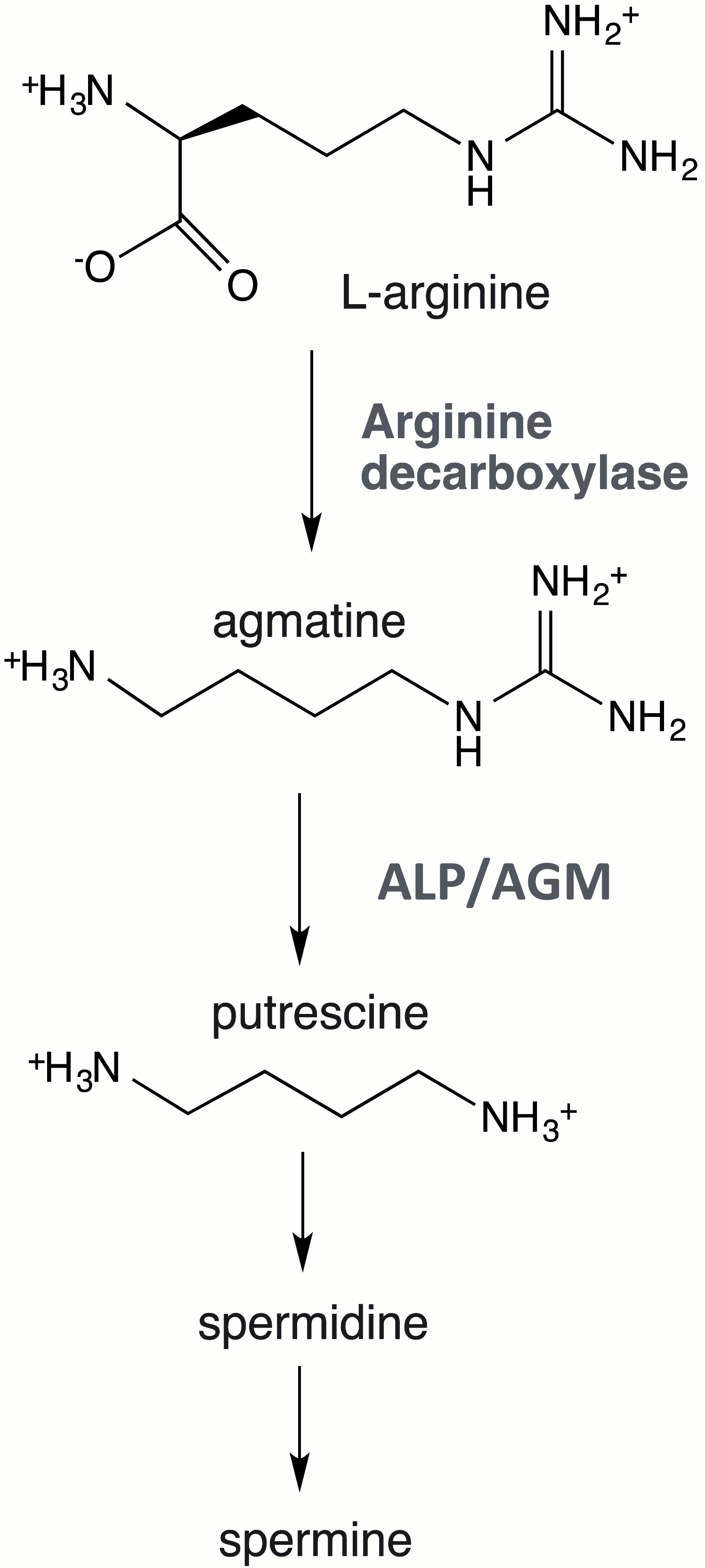 Biomolecules 15 01620 g001