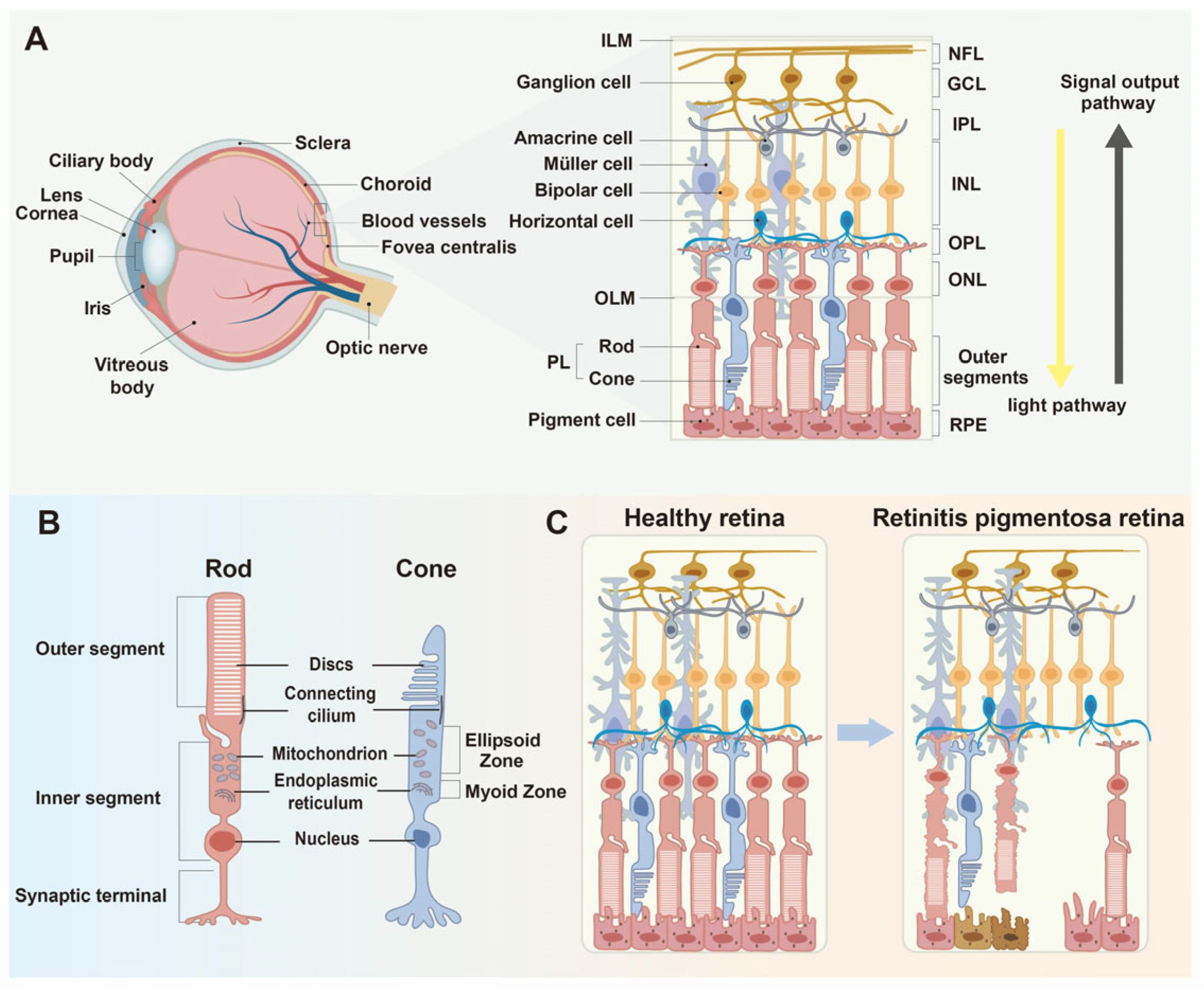 Biomolecules 15 01624 g001
