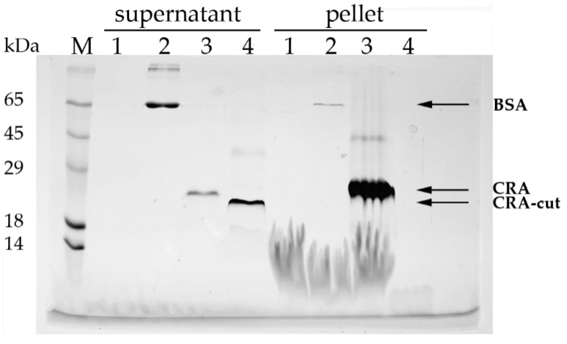 Biomolecules 15 01633 g004