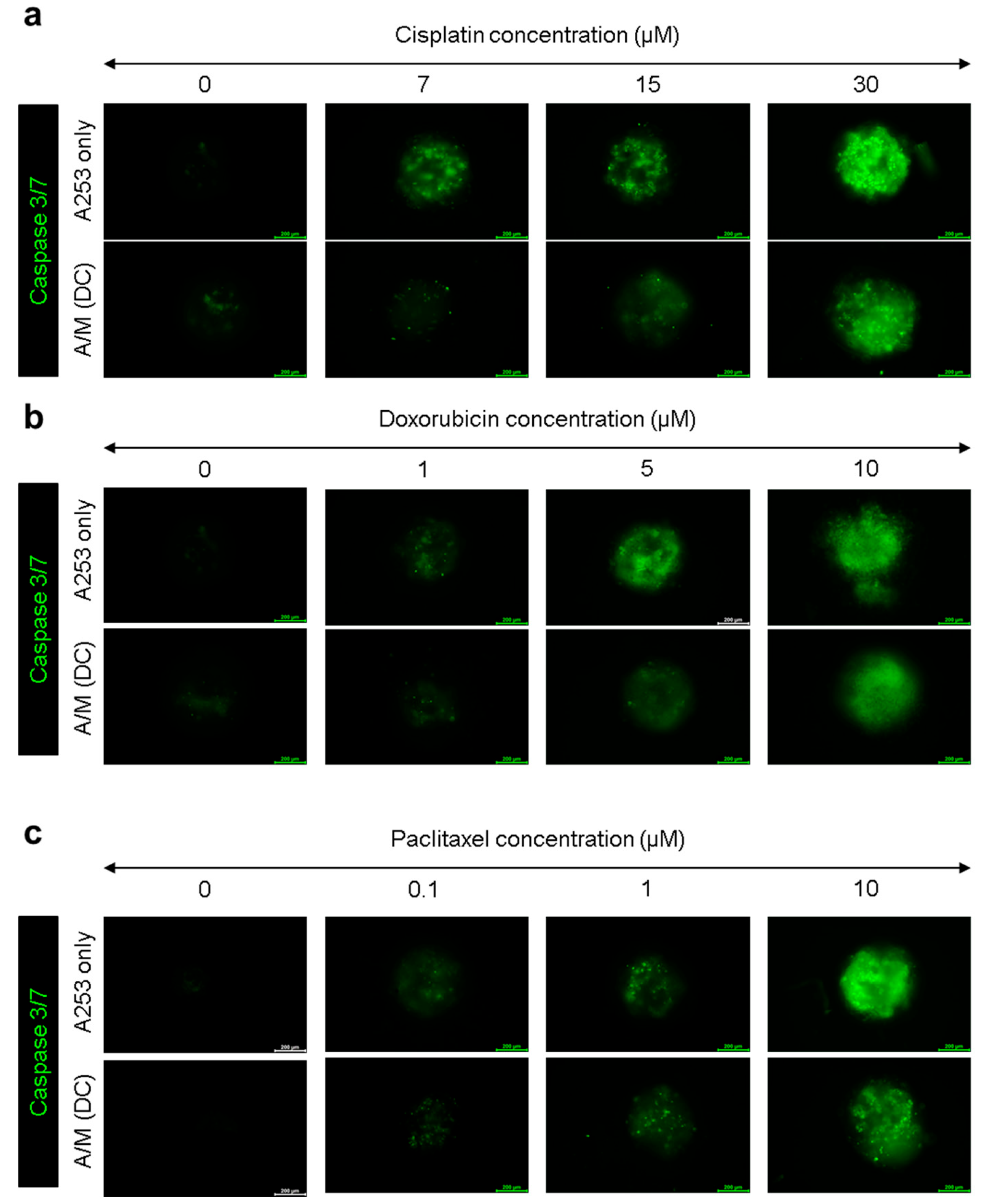 Biomolecules 15 01634 g005
