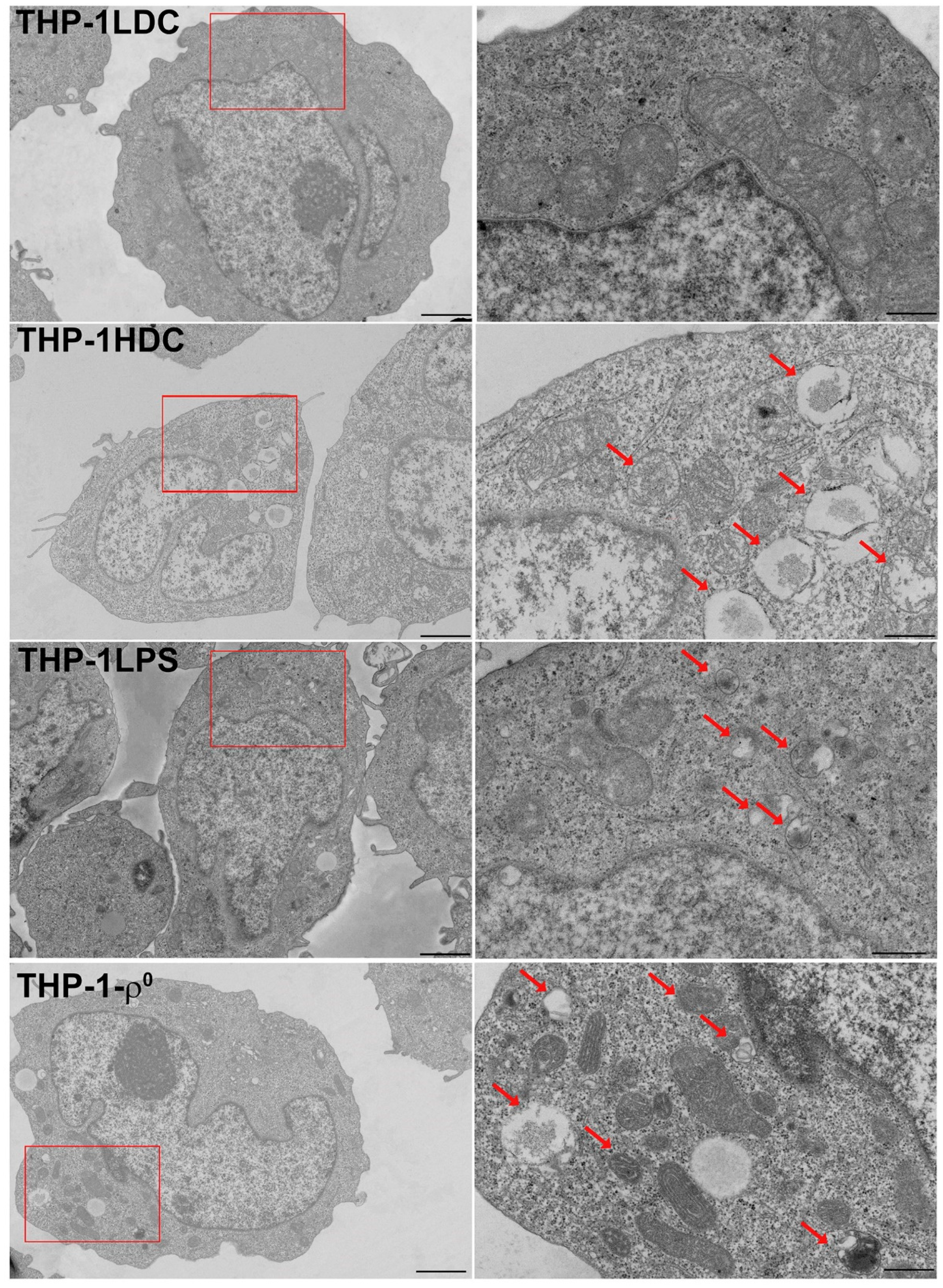 Biomolecules 15 01635 g003