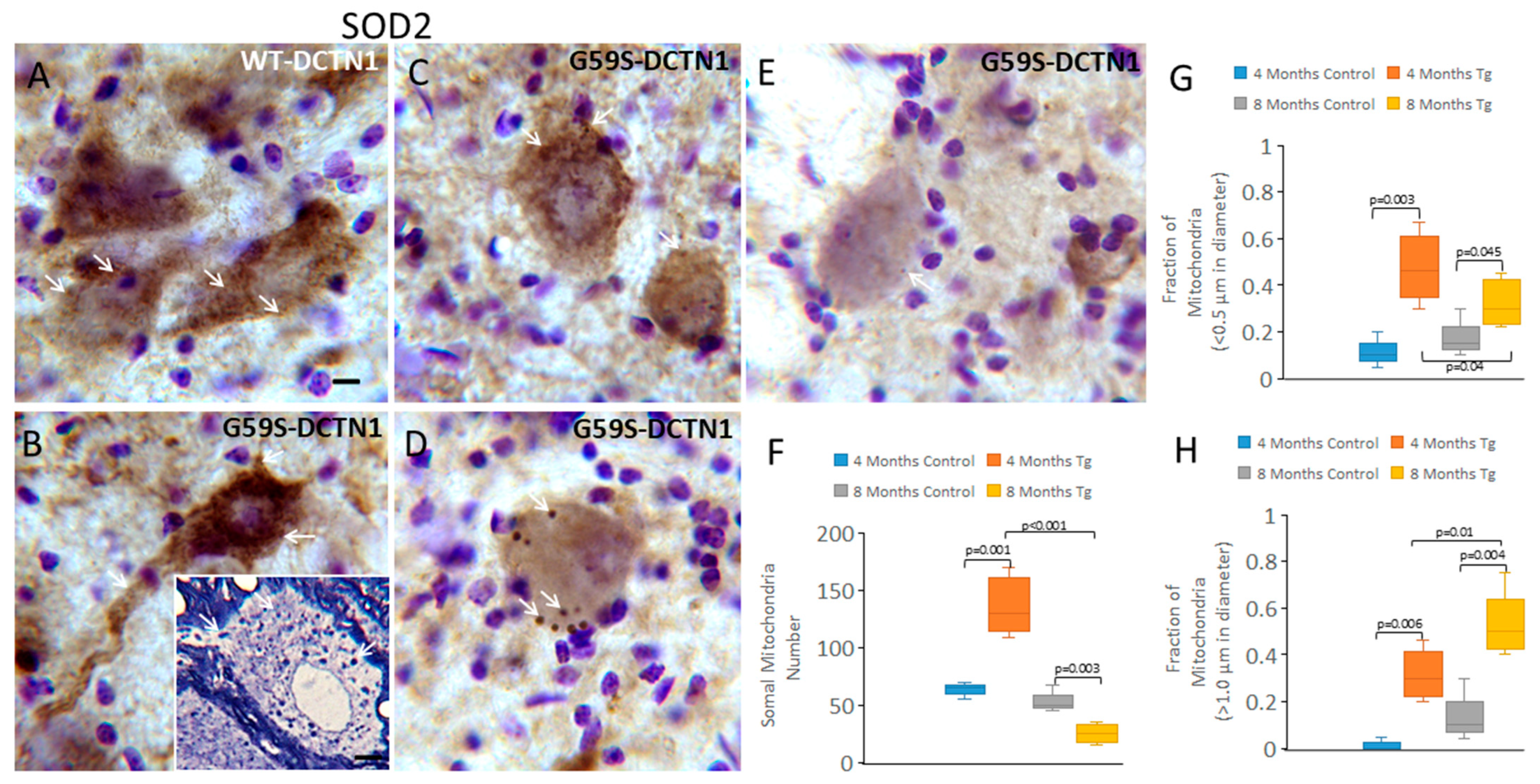 Biomolecules 15 01637 g004