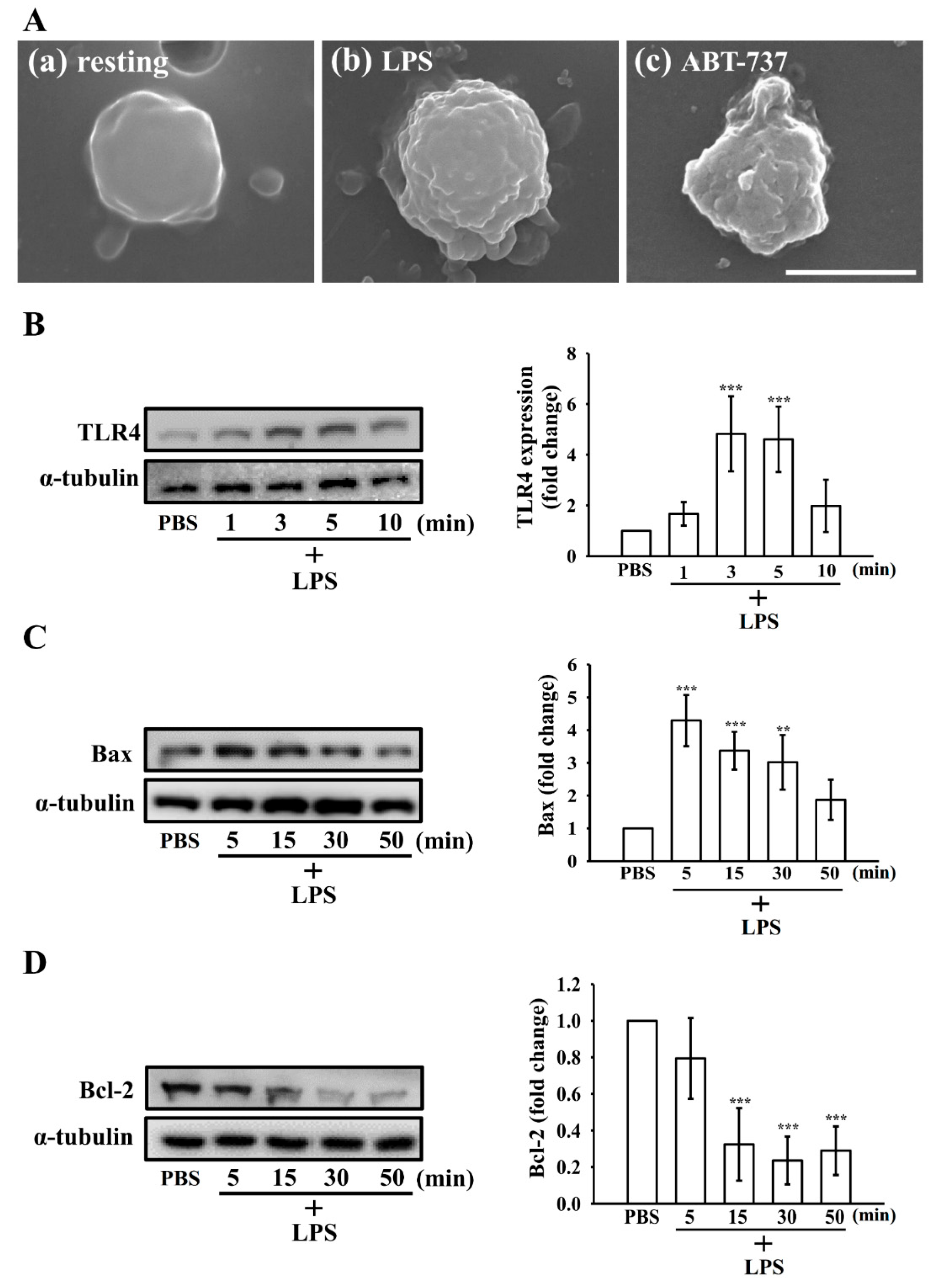 Biomolecules 15 01638 g004