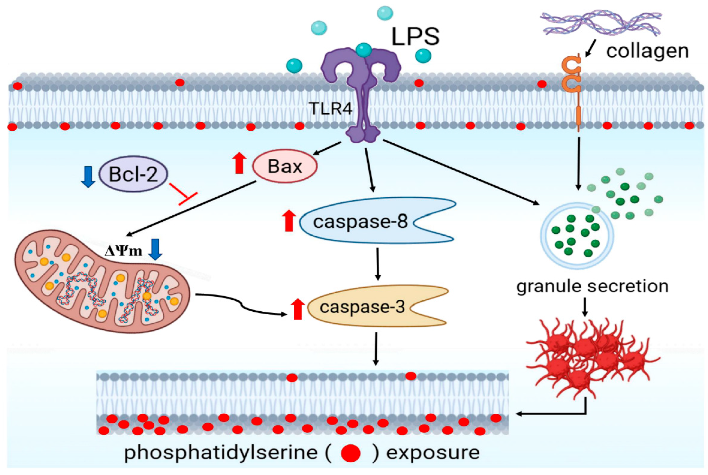 Biomolecules 15 01638 g006