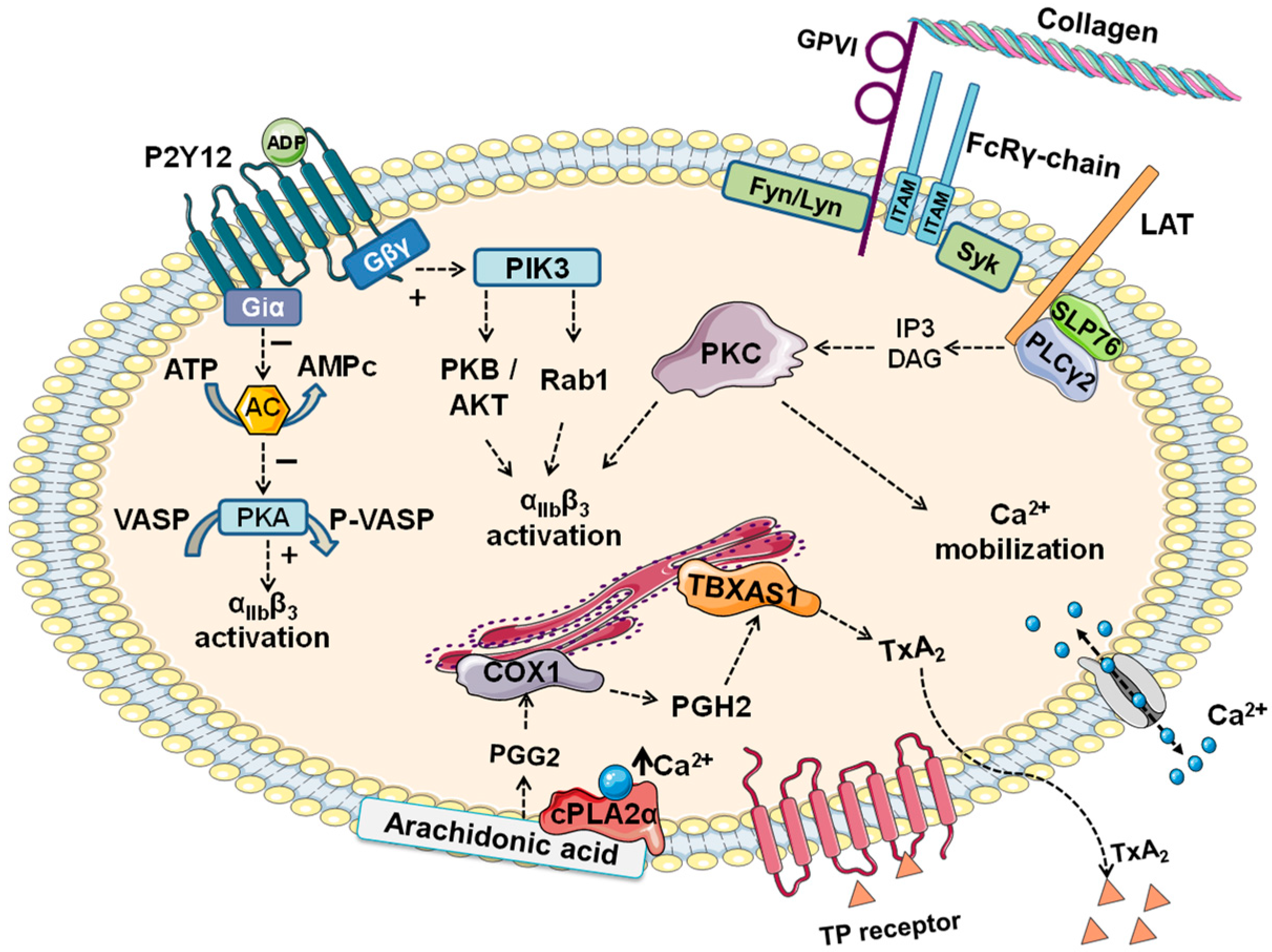 Biomolecules 15 01639 g001