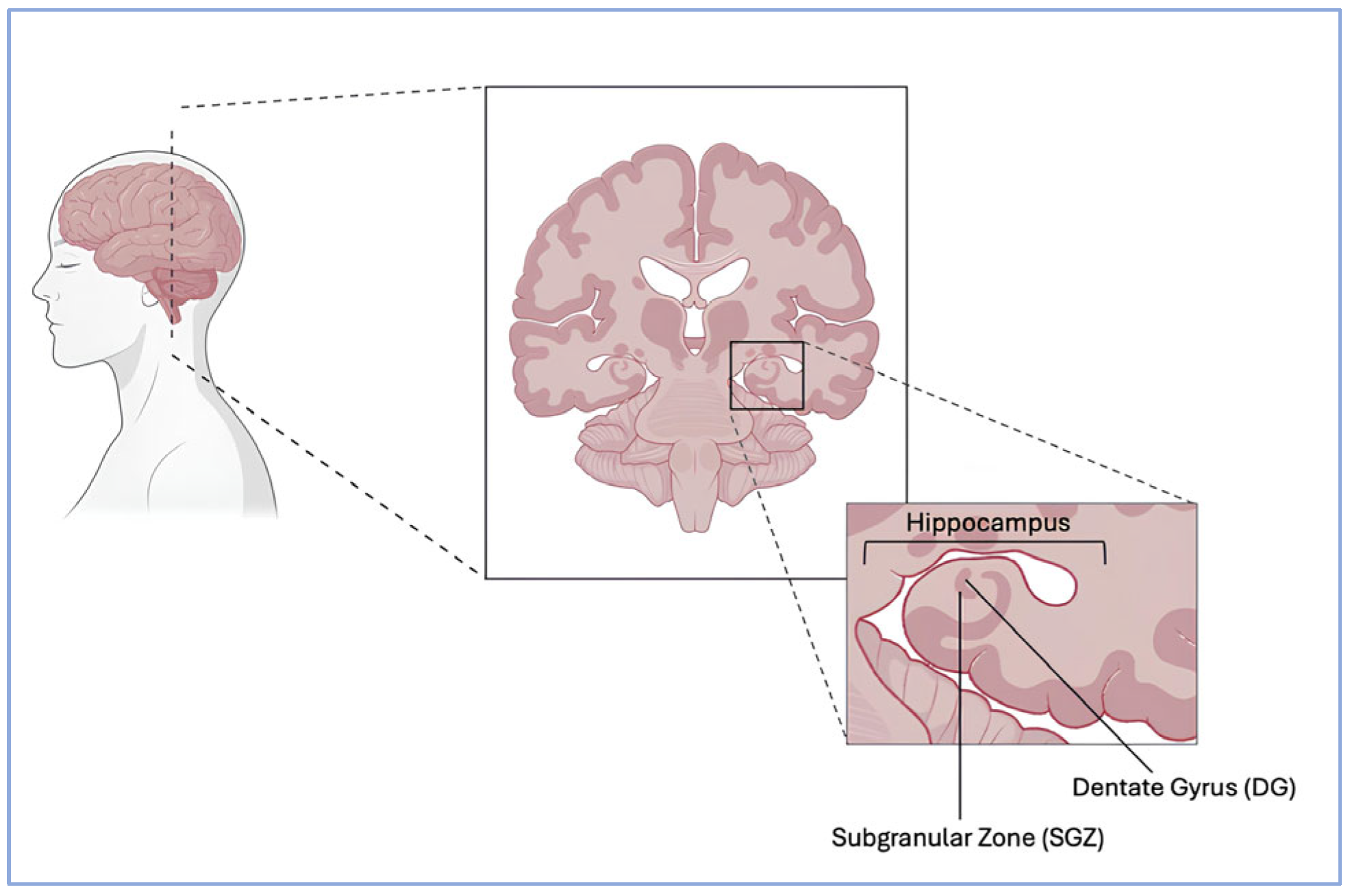 Biomolecules 15 01642 g001 Biomolecules 15 01642 g001