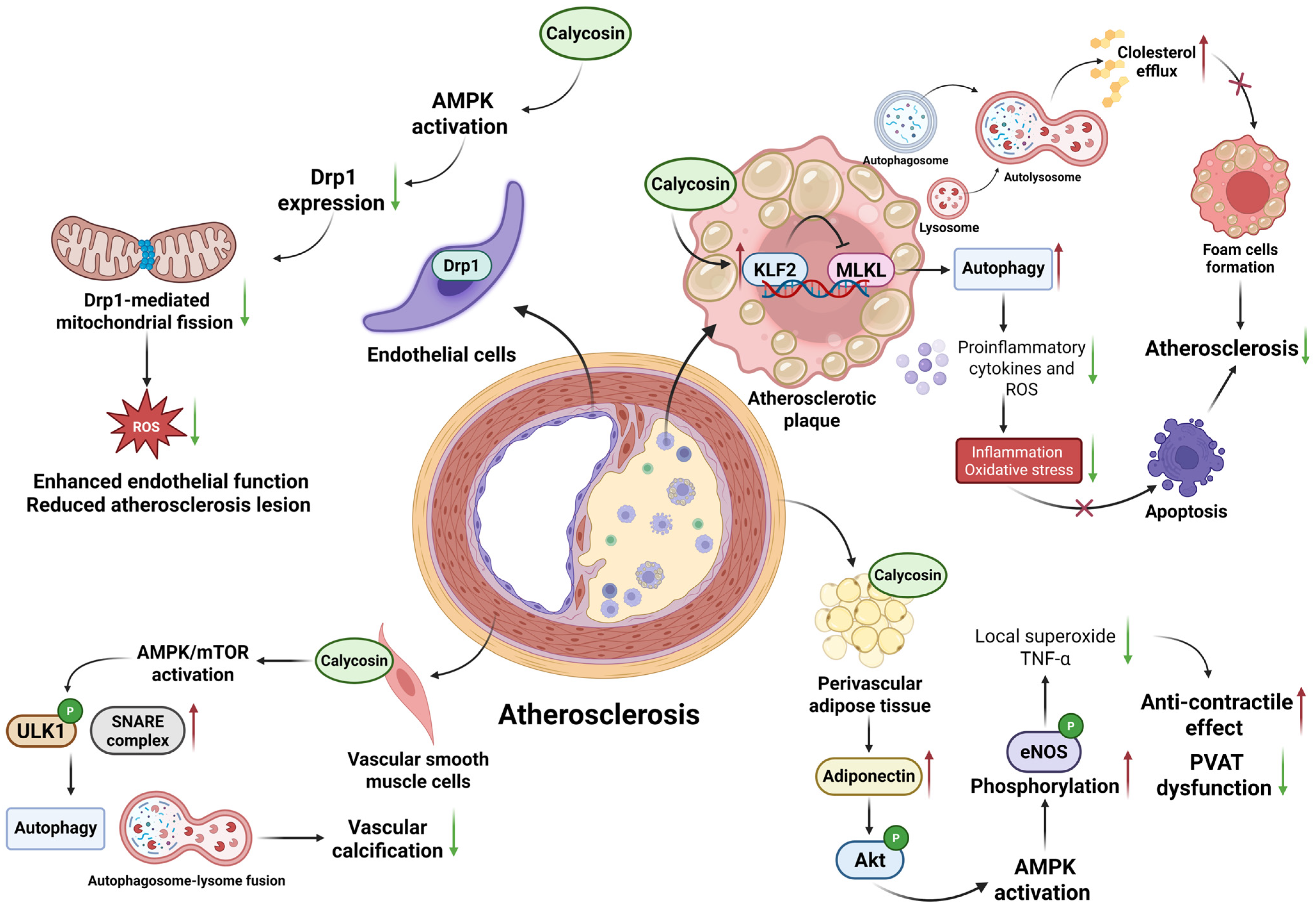 Biomolecules 15 01643 g002